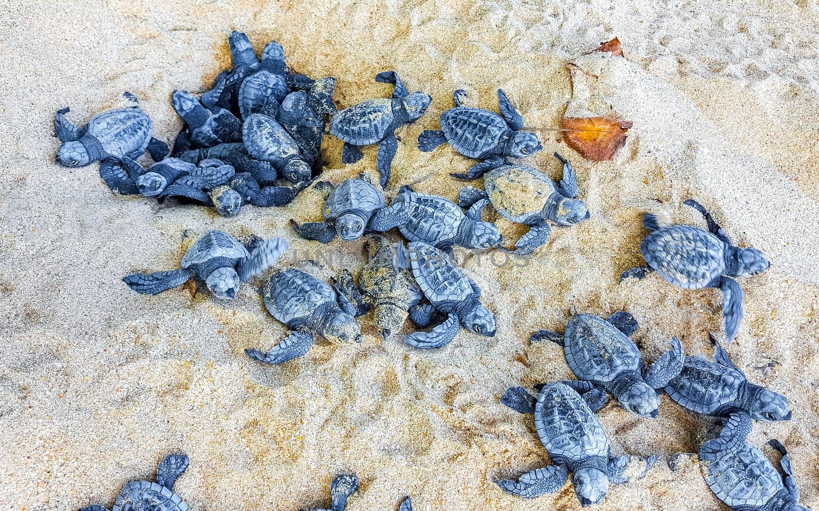 Small baby turtles crawl out sand Mirissa Beach Sri Lanka. by Arkadij