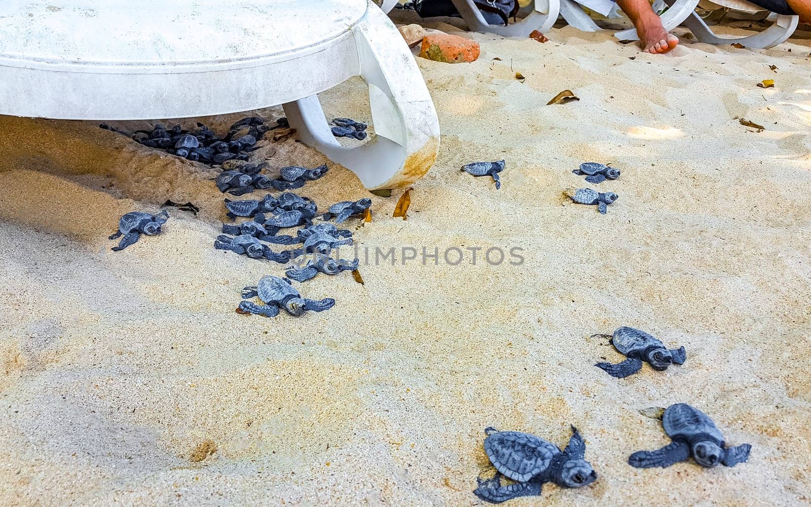 Small baby turtles crawl out sand Mirissa Beach Sri Lanka. by Arkadij