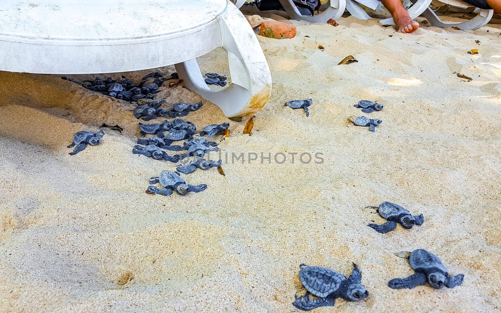 Many small baby turtles crawl out of the sand nest to the sea in Mirissa Beach Matara District Southern Province Sri Lanka.