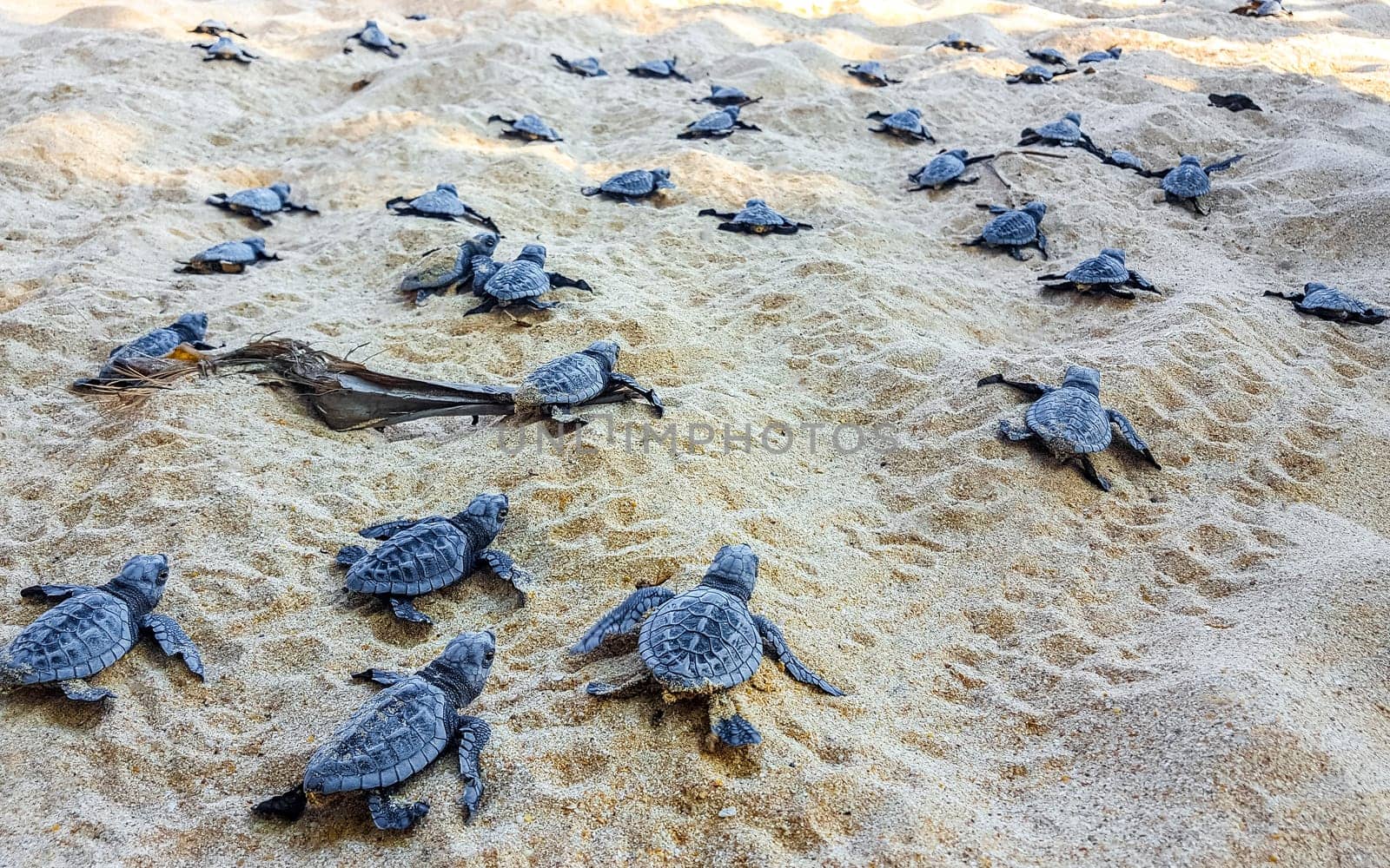 Many small baby turtles crawl out of the sand nest to the sea in Mirissa Beach Matara District Southern Province Sri Lanka.