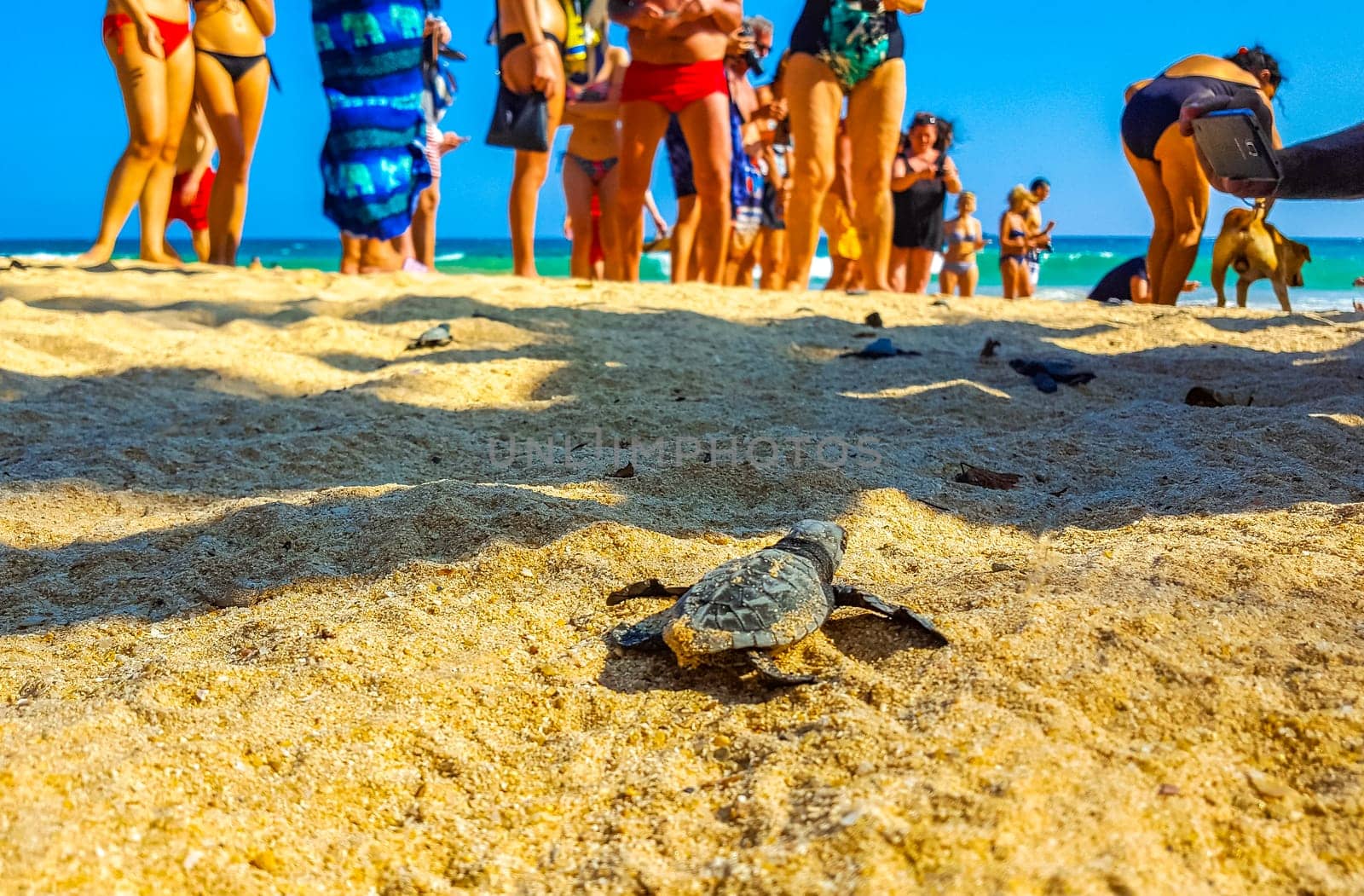 Small baby turtles crawl out sand Mirissa Beach Sri Lanka. by Arkadij