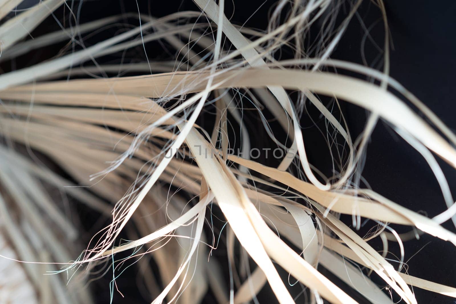 dry leaves of a plant in the studio