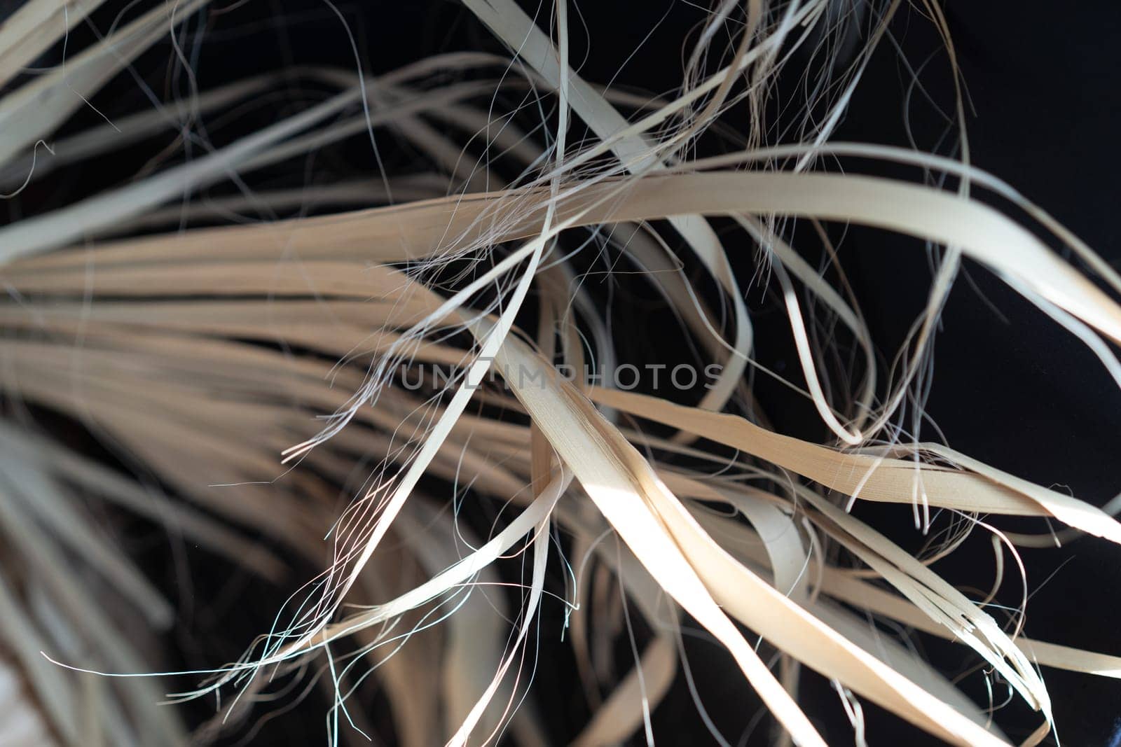 dry leaves of a plant in the studio