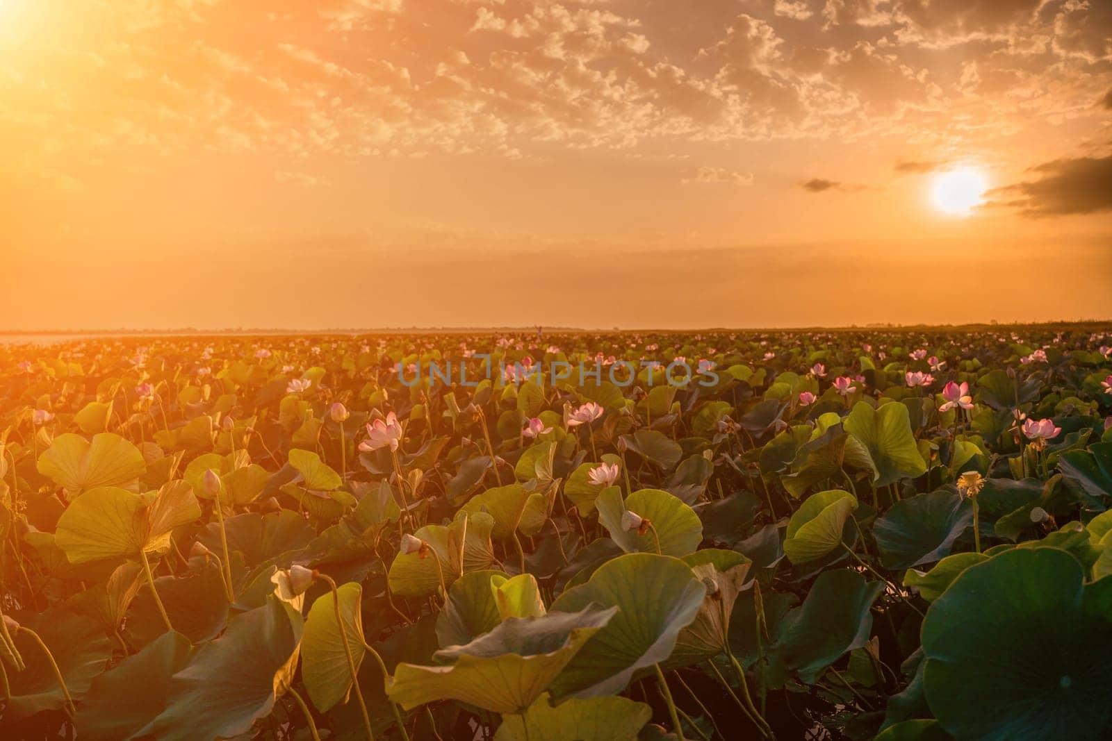 Sunrise in the field of lotuses, Pink lotus Nelumbo nucifera swa by Matiunina