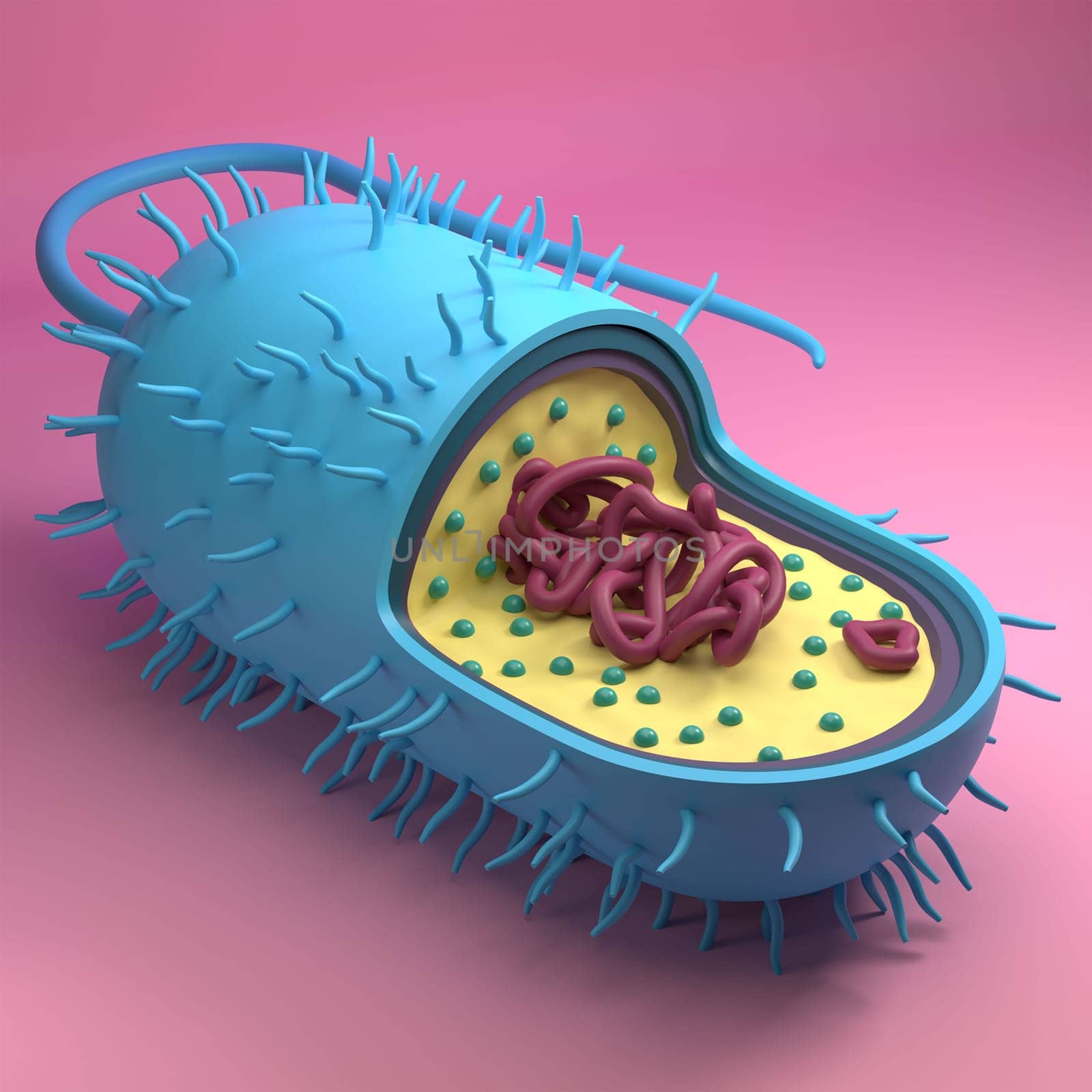 High resolution stylized 3D prokaryotic cell model by AnnaMarin