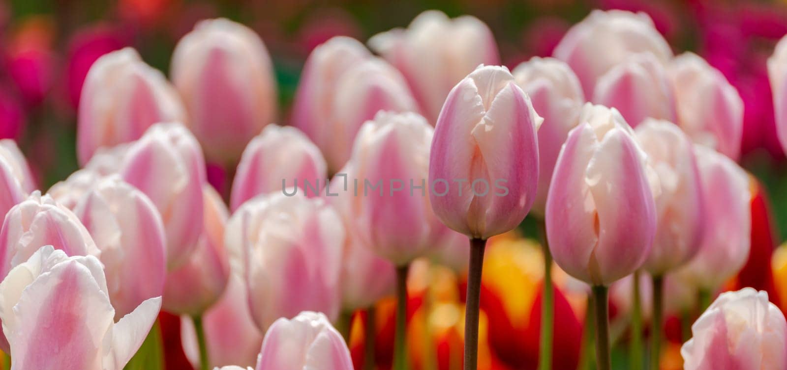 Pink tulips spring blossoming, bokeh flower background, pastel and soft floral card, selective focus by Matiunina