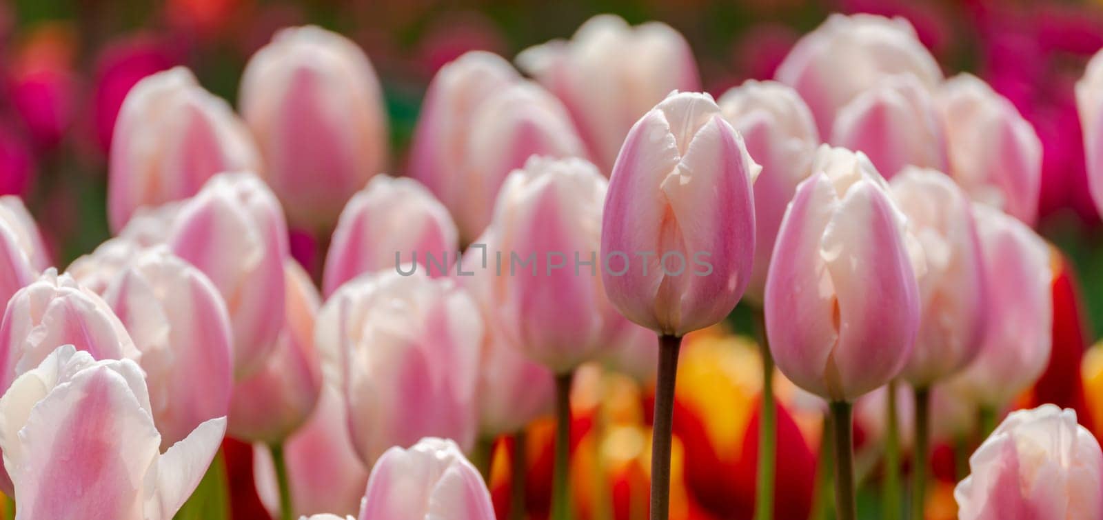 Pink tulips spring blossoming, bokeh flower background, pastel and soft floral card, selective focus.