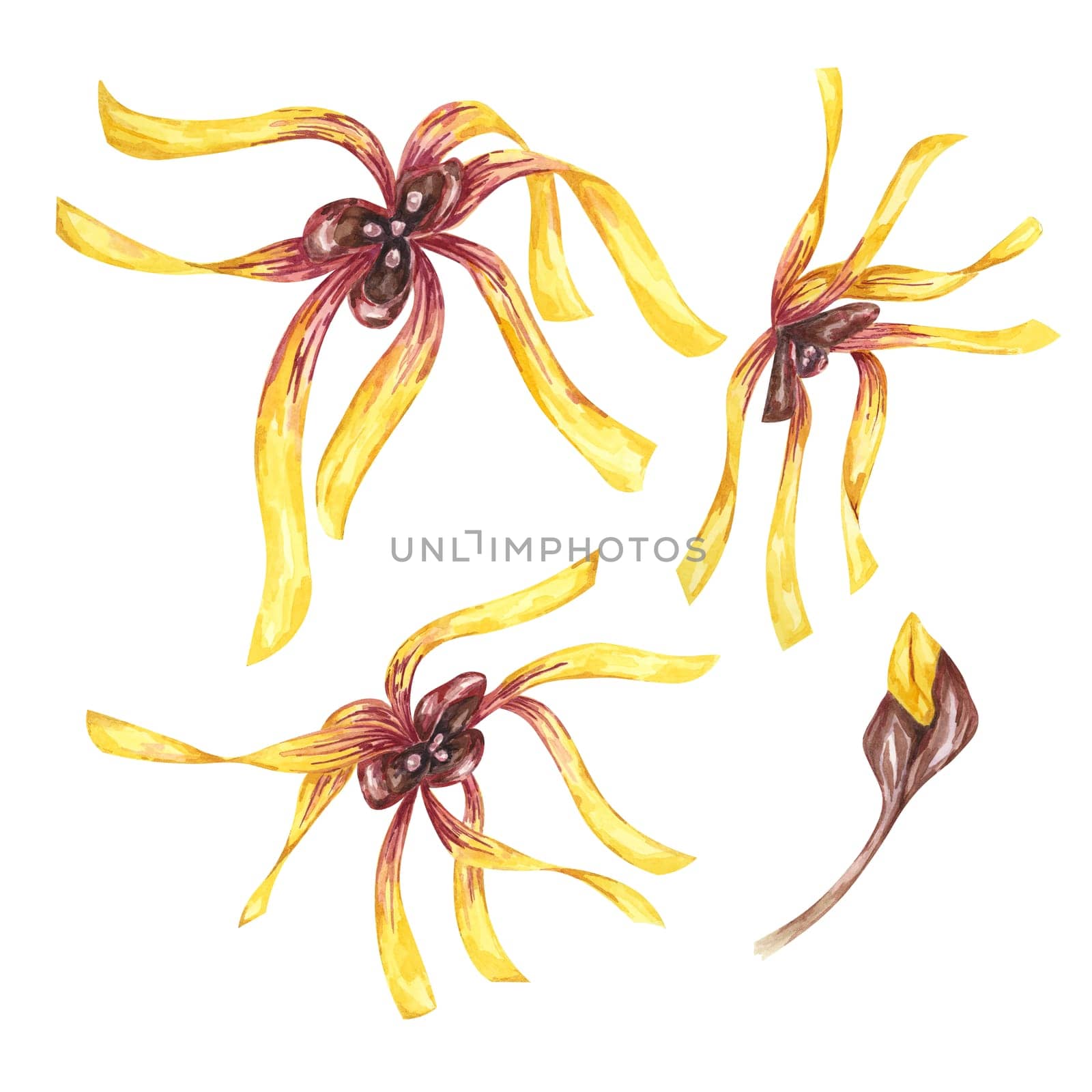 Witch hazel blossoming yellow medicinal plant flowers clipart. Hamamelis virginiana japonica buds in bloom. Watercolor illustration for cosmetics, water, cream packaging, gel, ointment, national day