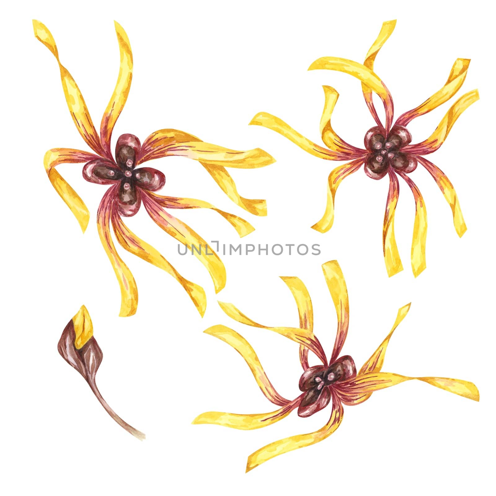 Witch hazel blossoming yellow medicinal plant flowers clipart. Hamamelis virginiana japonica buds in bloom. Watercolor illustration for cosmetics, water, cream packaging, gel, ointment, national day