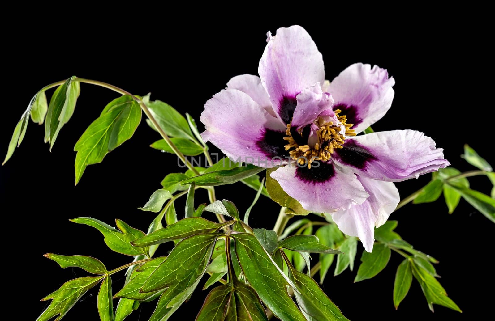 Beautiful Blooming white and pink Rock’s peony isolated on a black background. Flower head close-up.