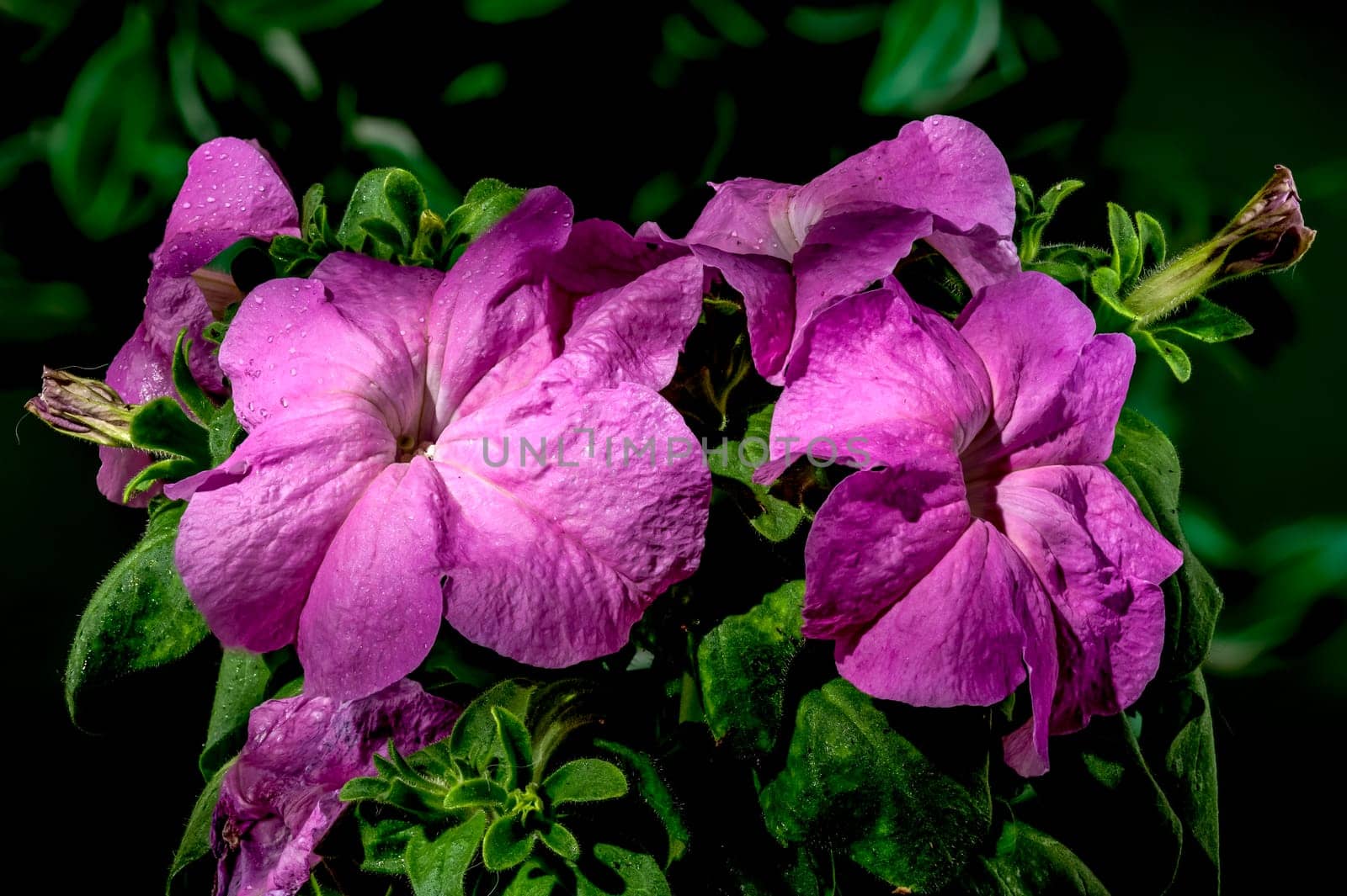 Blooming violet Petunia flowers on a green background by Multipedia