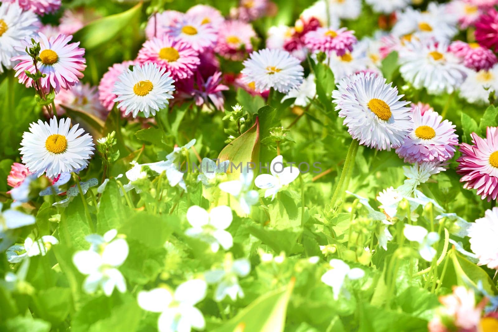 Cheerful pink white daisies on asunny warm green meadow by jovani68