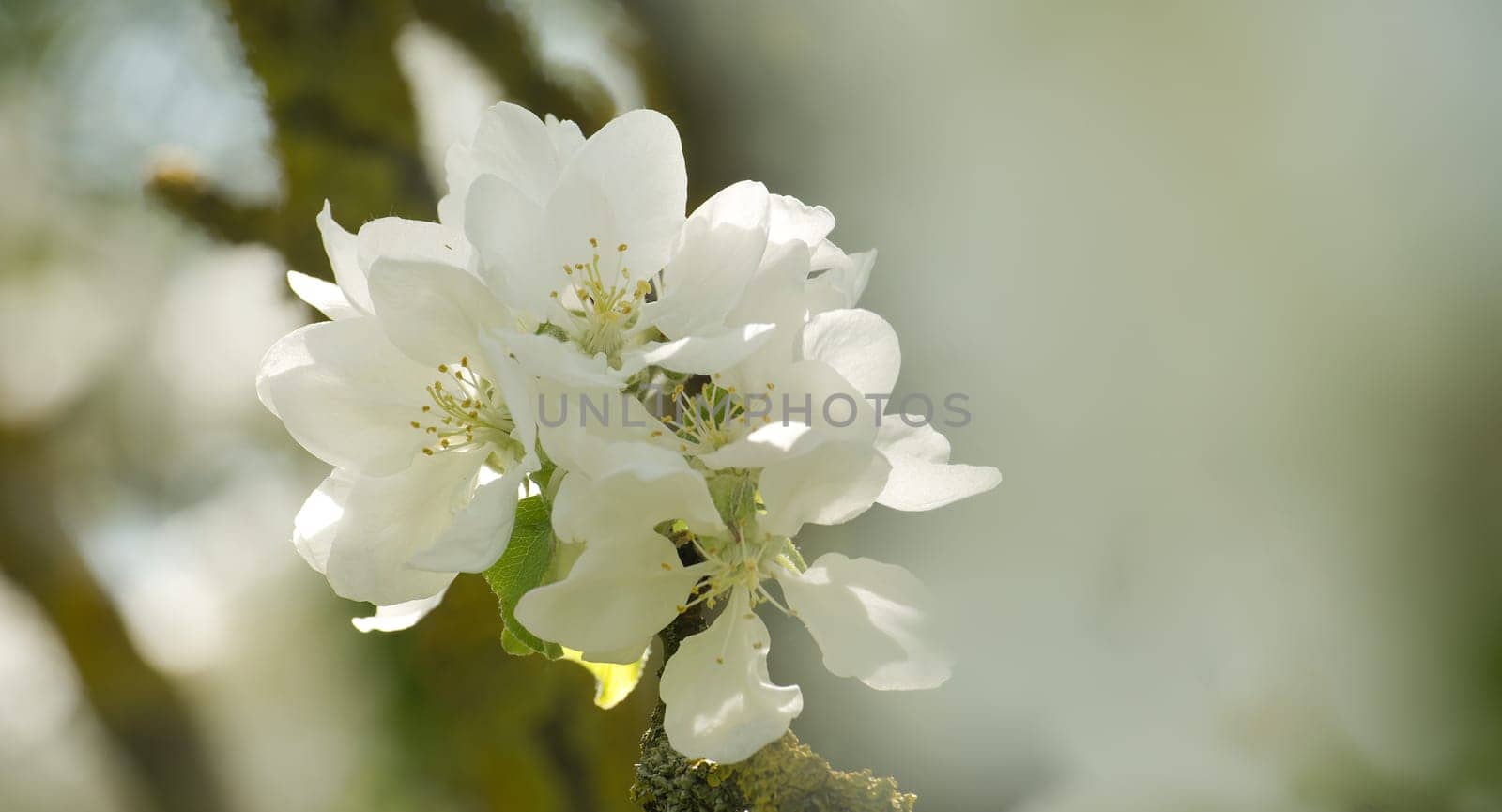 Cluster of white apple tree blossoms with delicate petals in various stages of bloom, background is blurred with hints of light green and a grey-to-white gradient