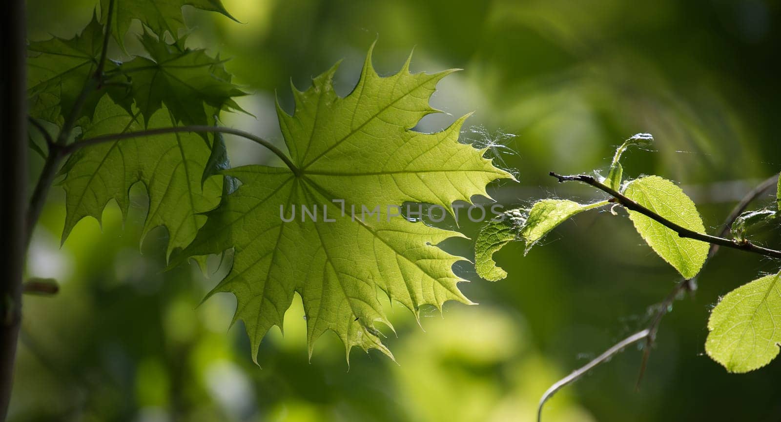 Maple leaves highlighted by the sunlight shining through it by NetPix