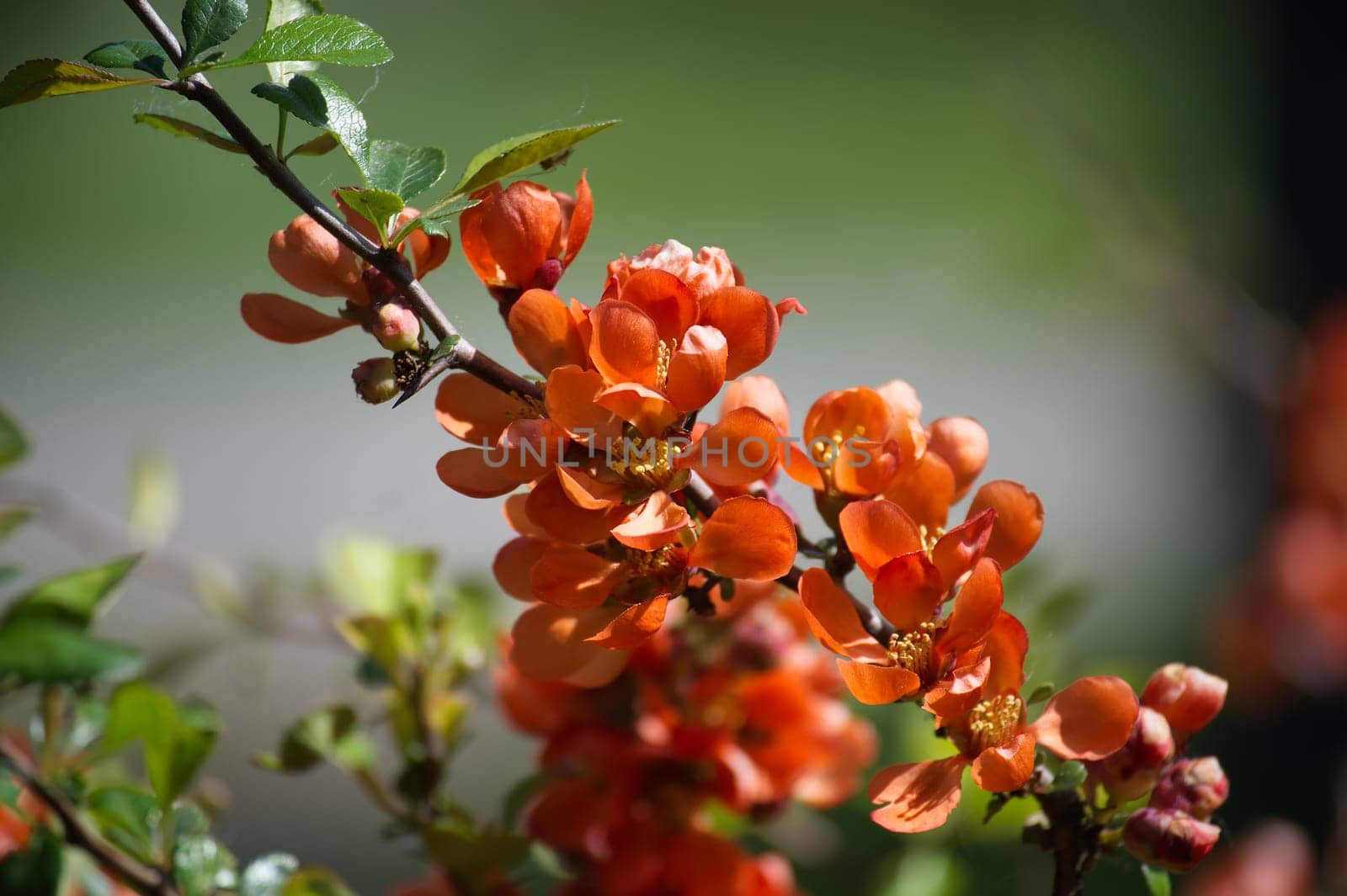 A branch with bright orange quince blossoms against a blurred green background. The flowers in full bloom, with multiple petals, presenting a vivid apricot color