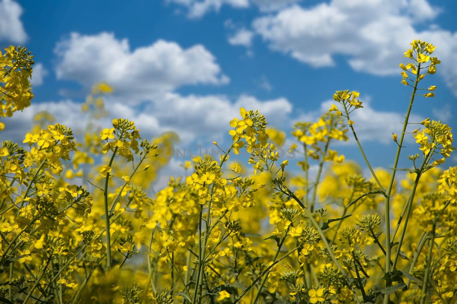 The vibrant yellow color of the canola plants flowers stands out against the blue of the sky and against the green of the surrounding vegetation, flowers are seen up close