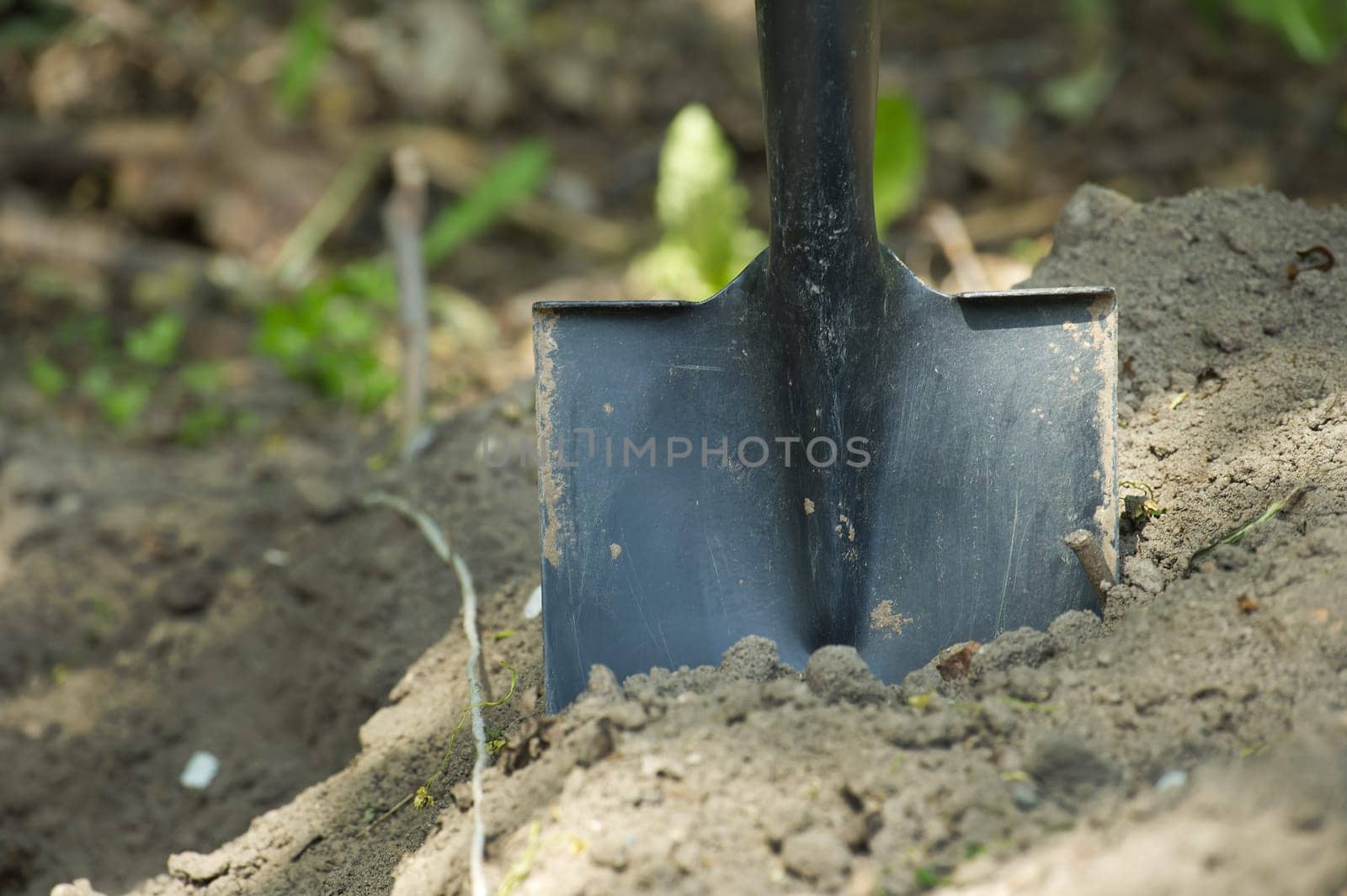 Shovel is embedded in the ground, surrounded by well-maintained soil by NetPix