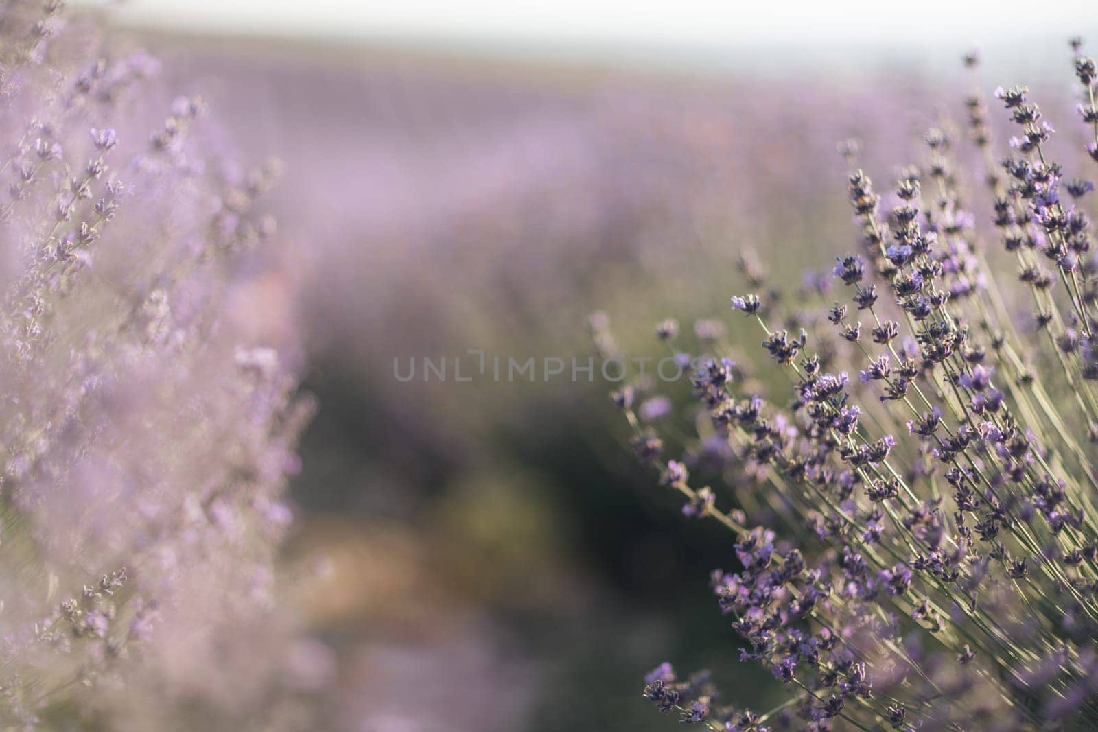 Blooming lavender field. Beautiful purple flowers. Regional organic cultivation. by Matiunina