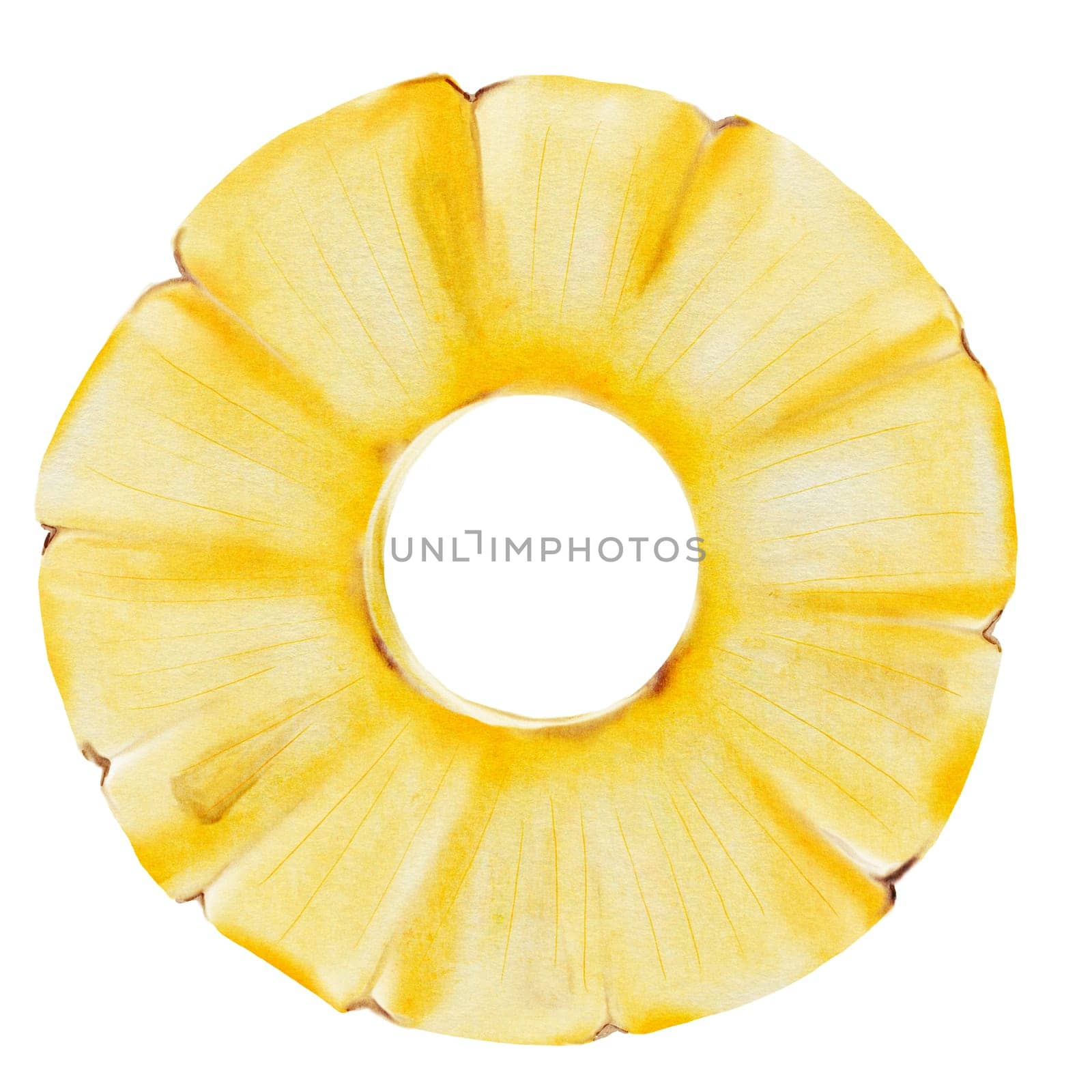 Pineapple sliced hand drawn watercolor. Clip art isolated on white background of exotic fruit. For cocktail menus, vegan recipes and packaging design for natural cosmetics. High quality illustration