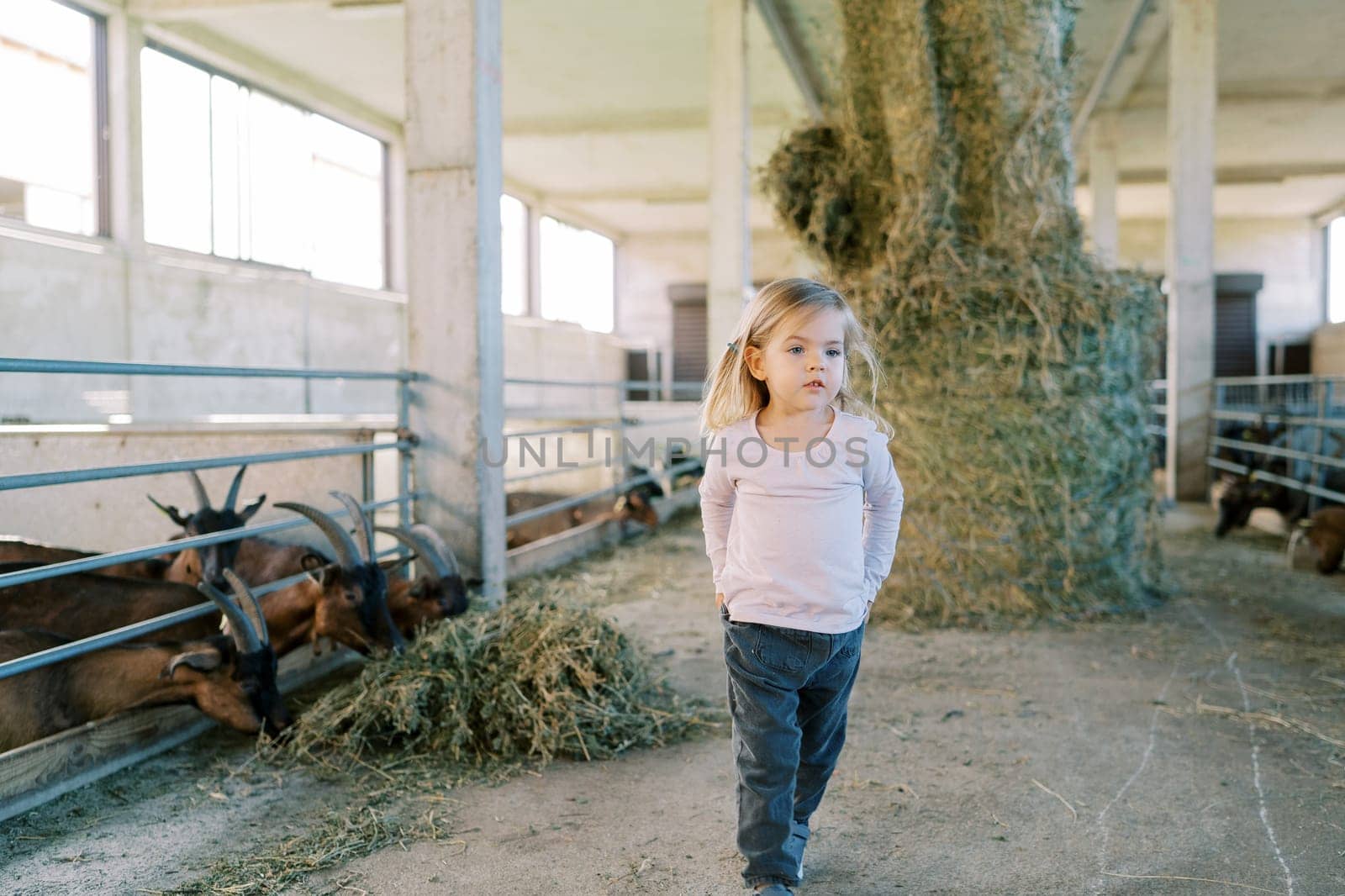 Little girl with her hands in her pockets walks from a pen with goats eating a large sheaf of hay. High quality photo