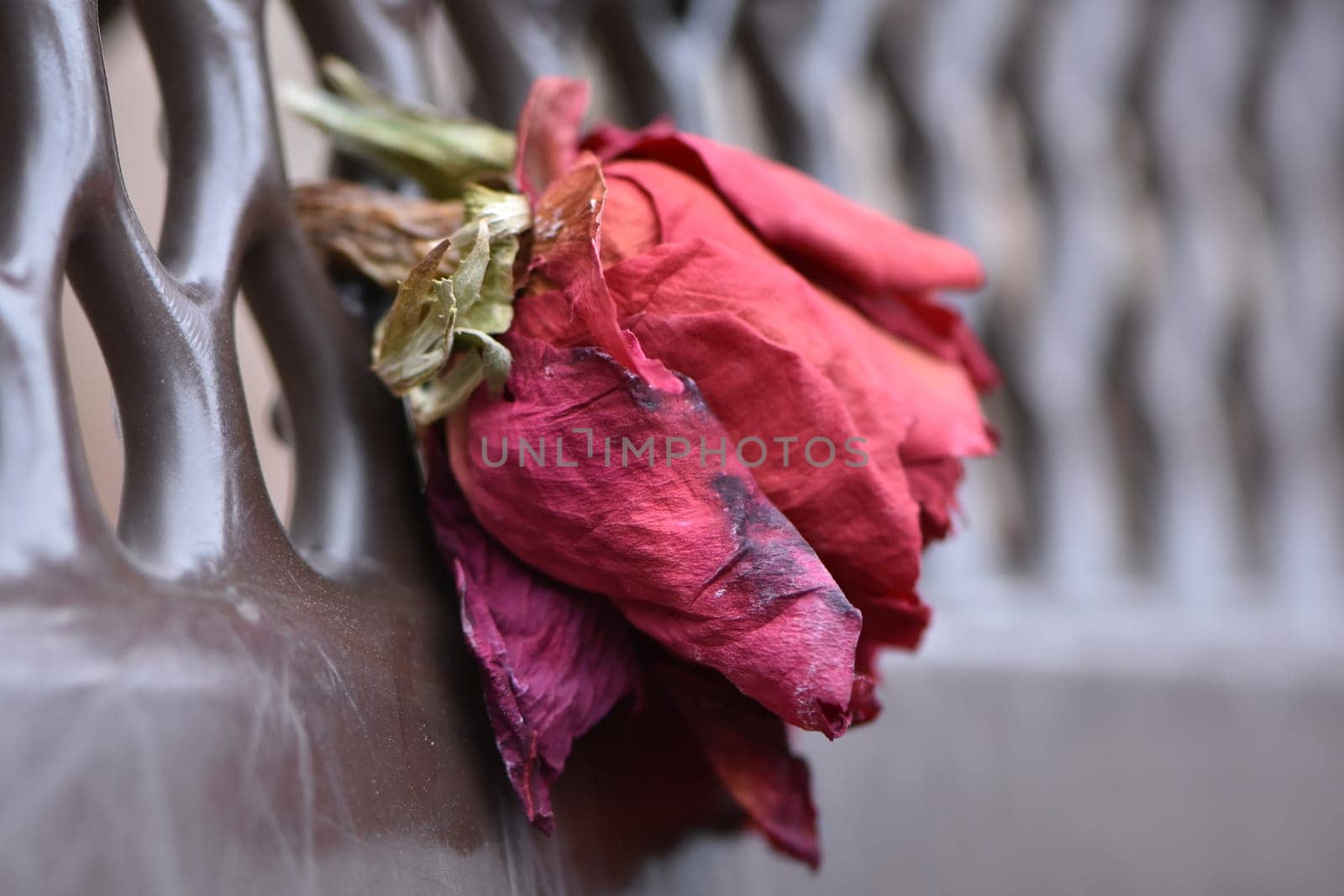 A Single Dried Red Rose on a Park Bench. High quality photo