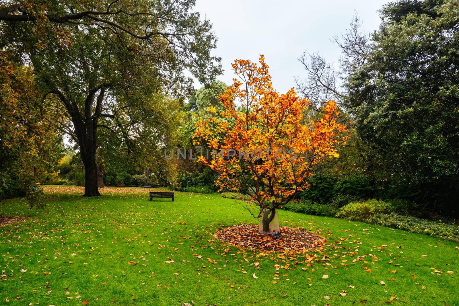 Royal Botanic Gardens Victoria on a cool autumn morning in Melbourne, Victoria, Australia