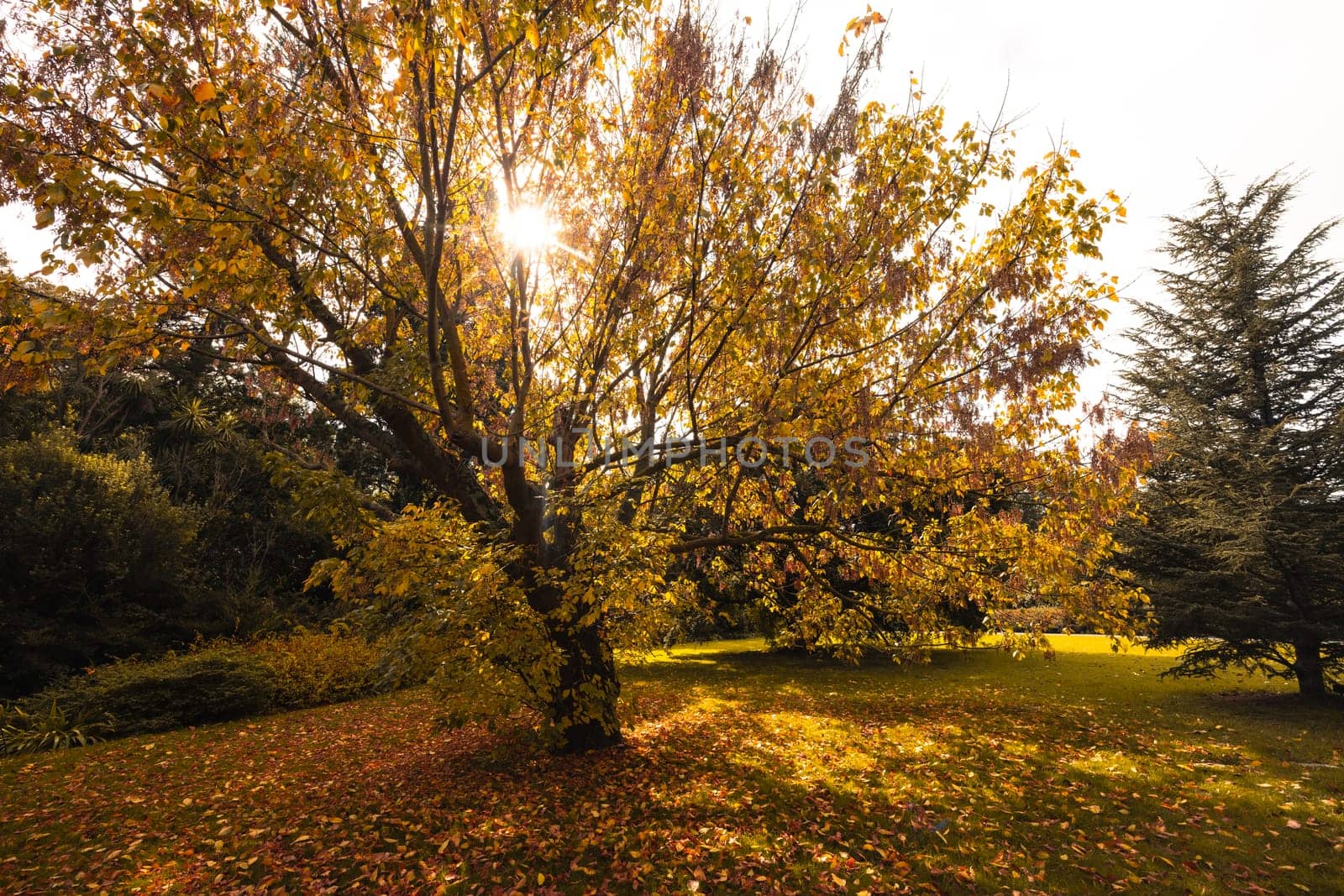 Royal Botanic Gardens in Melbourne Australia by FiledIMAGE