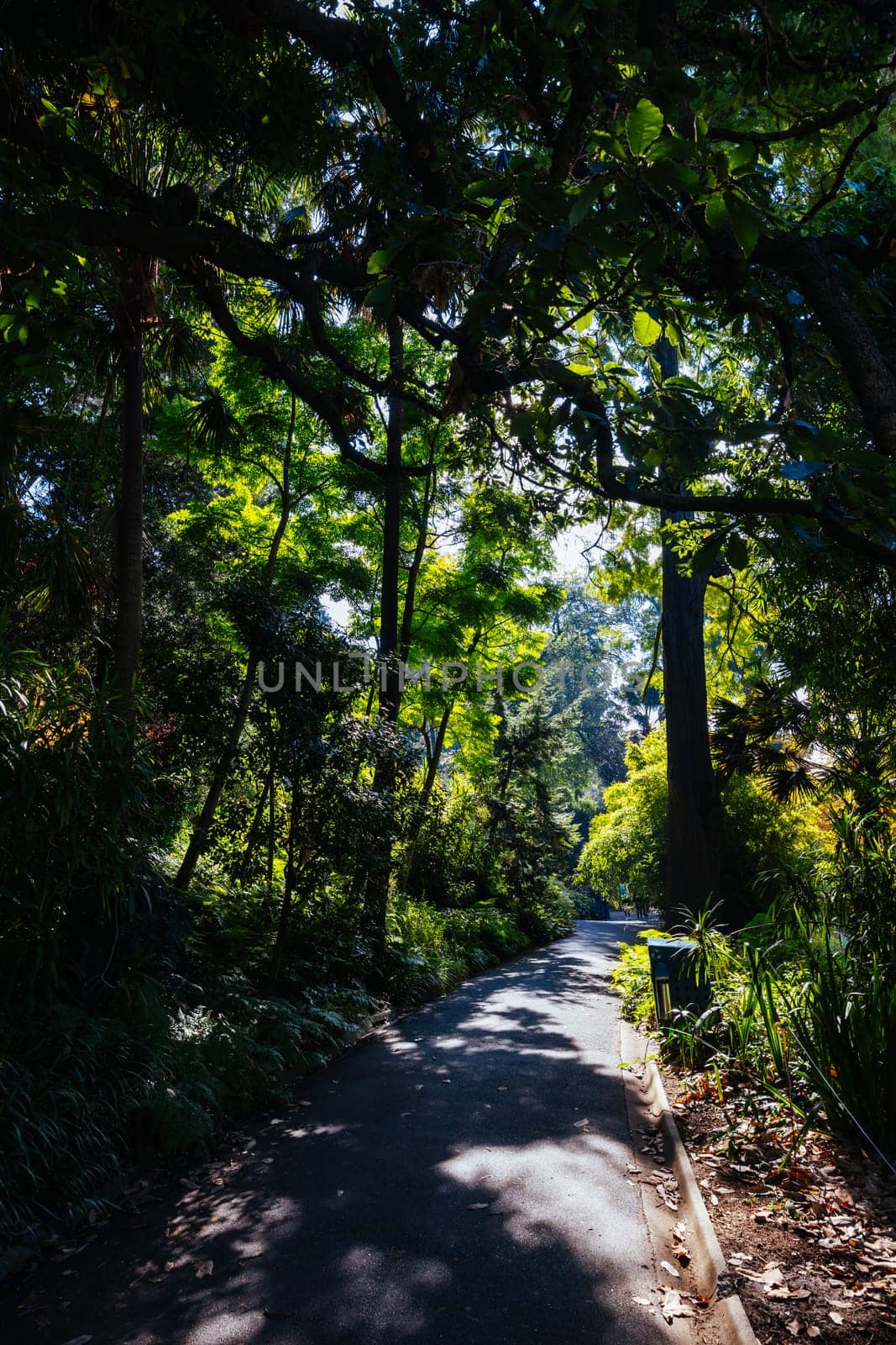 Royal Botanic Gardens in Melbourne Australia by FiledIMAGE