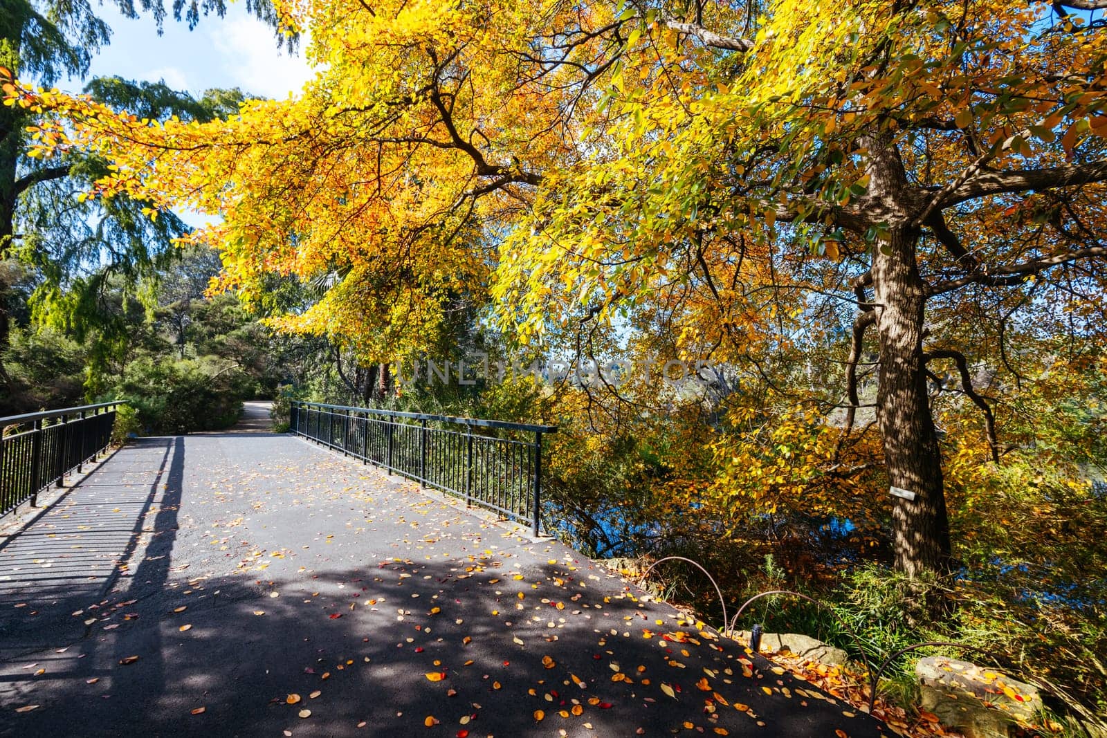 Royal Botanic Gardens Victoria on a cool autumn morning in Melbourne, Victoria, Australia