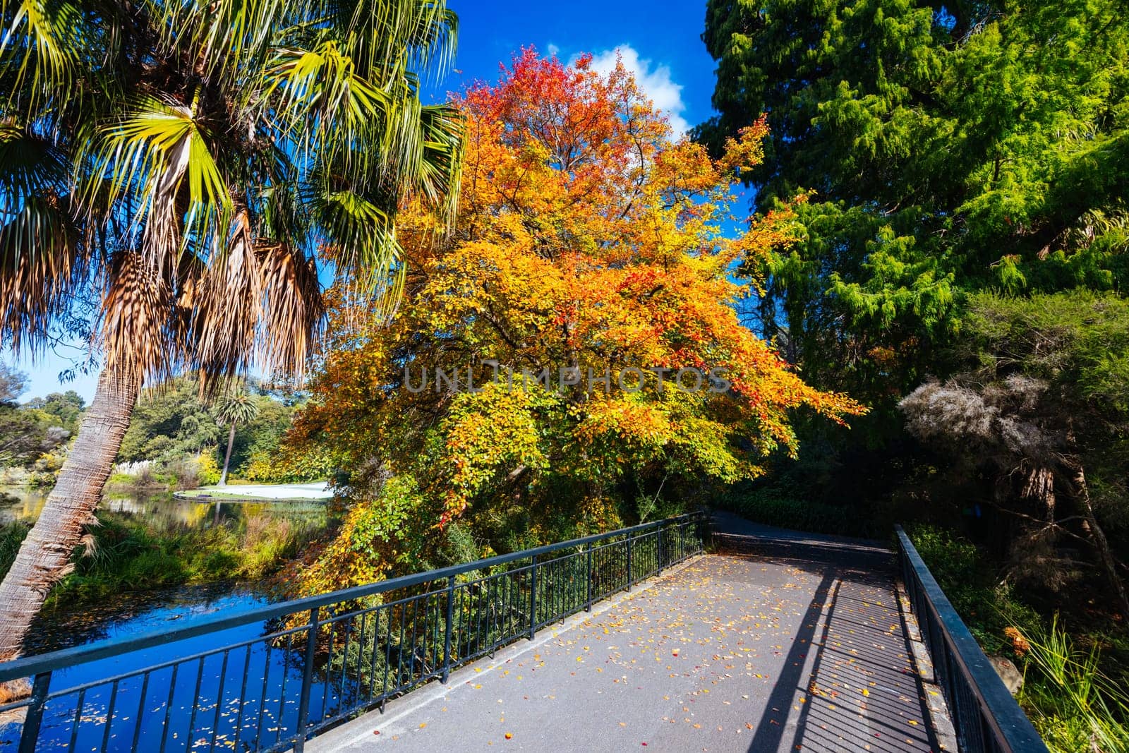 Royal Botanic Gardens in Melbourne Australia by FiledIMAGE