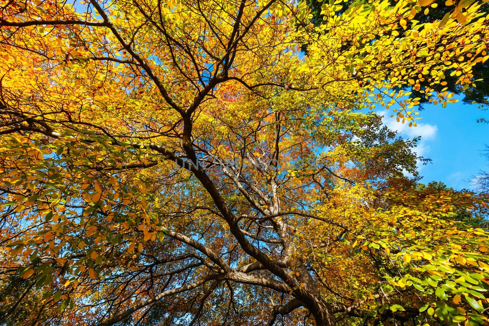 Royal Botanic Gardens in Melbourne Australia by FiledIMAGE