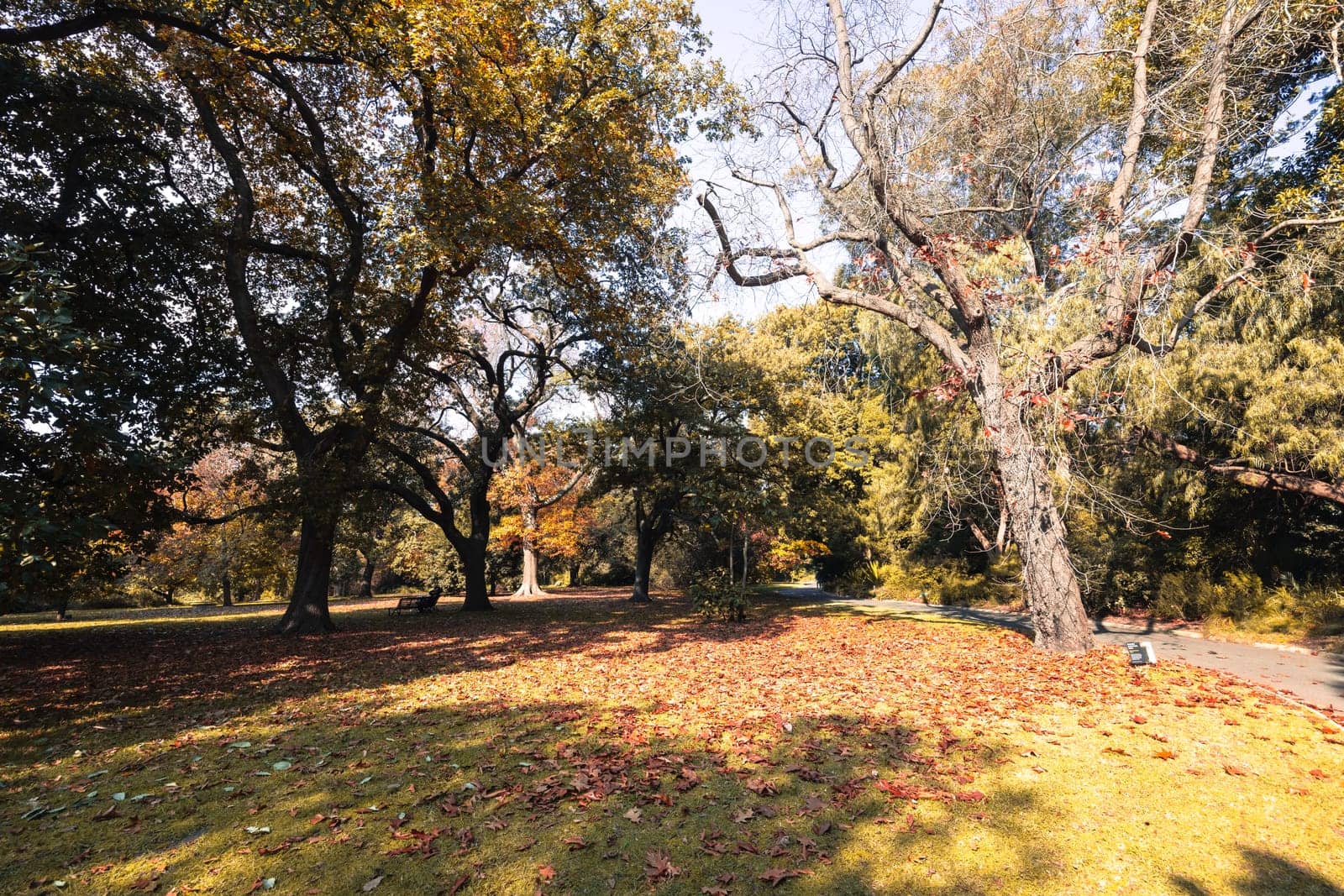 Royal Botanic Gardens in Melbourne Australia by FiledIMAGE