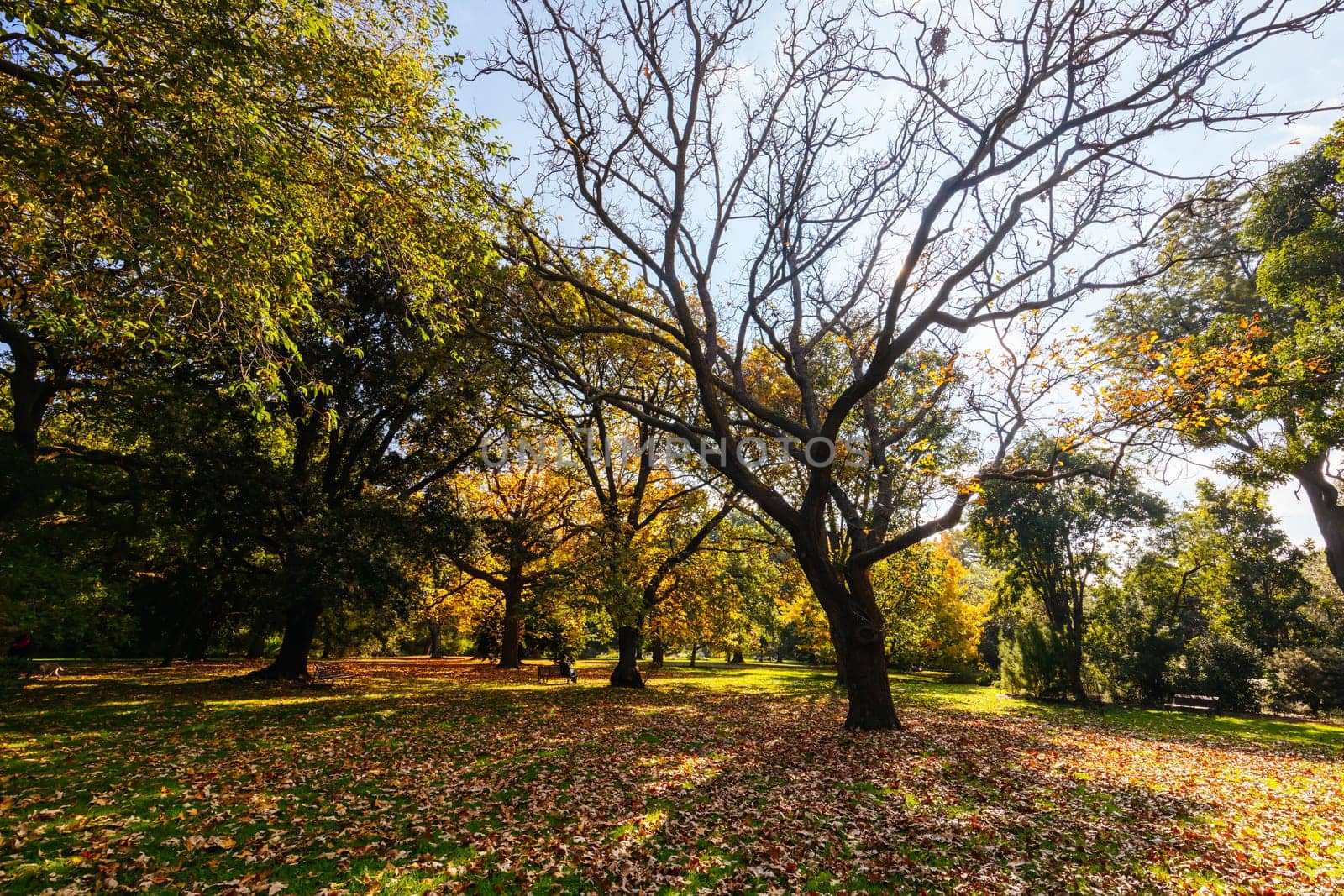 Royal Botanic Gardens in Melbourne Australia by FiledIMAGE