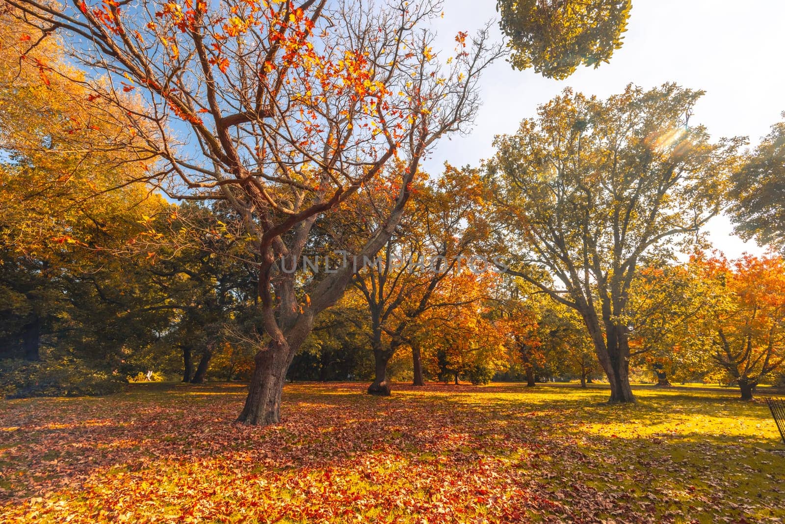 Royal Botanic Gardens in Melbourne Australia by FiledIMAGE