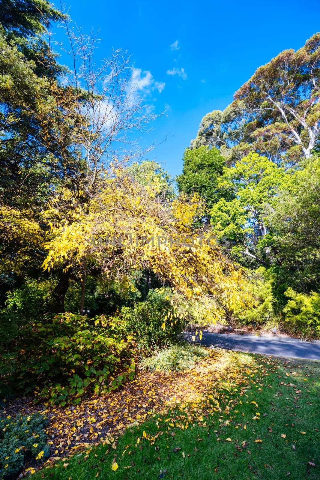 Royal Botanic Gardens in Melbourne Australia by FiledIMAGE