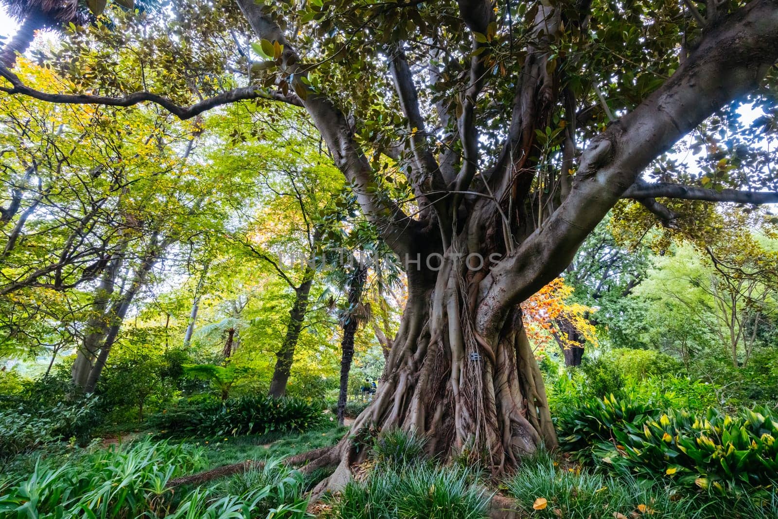 Royal Botanic Gardens Victoria on a cool autumn morning in Melbourne, Victoria, Australia