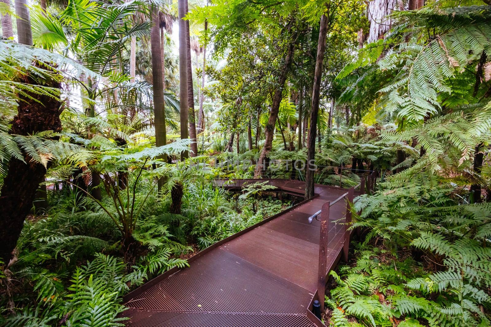 Fern Gully at Royal Botanic Gardens Victoria on a cool autumn morning in Melbourne, Victoria, Australia