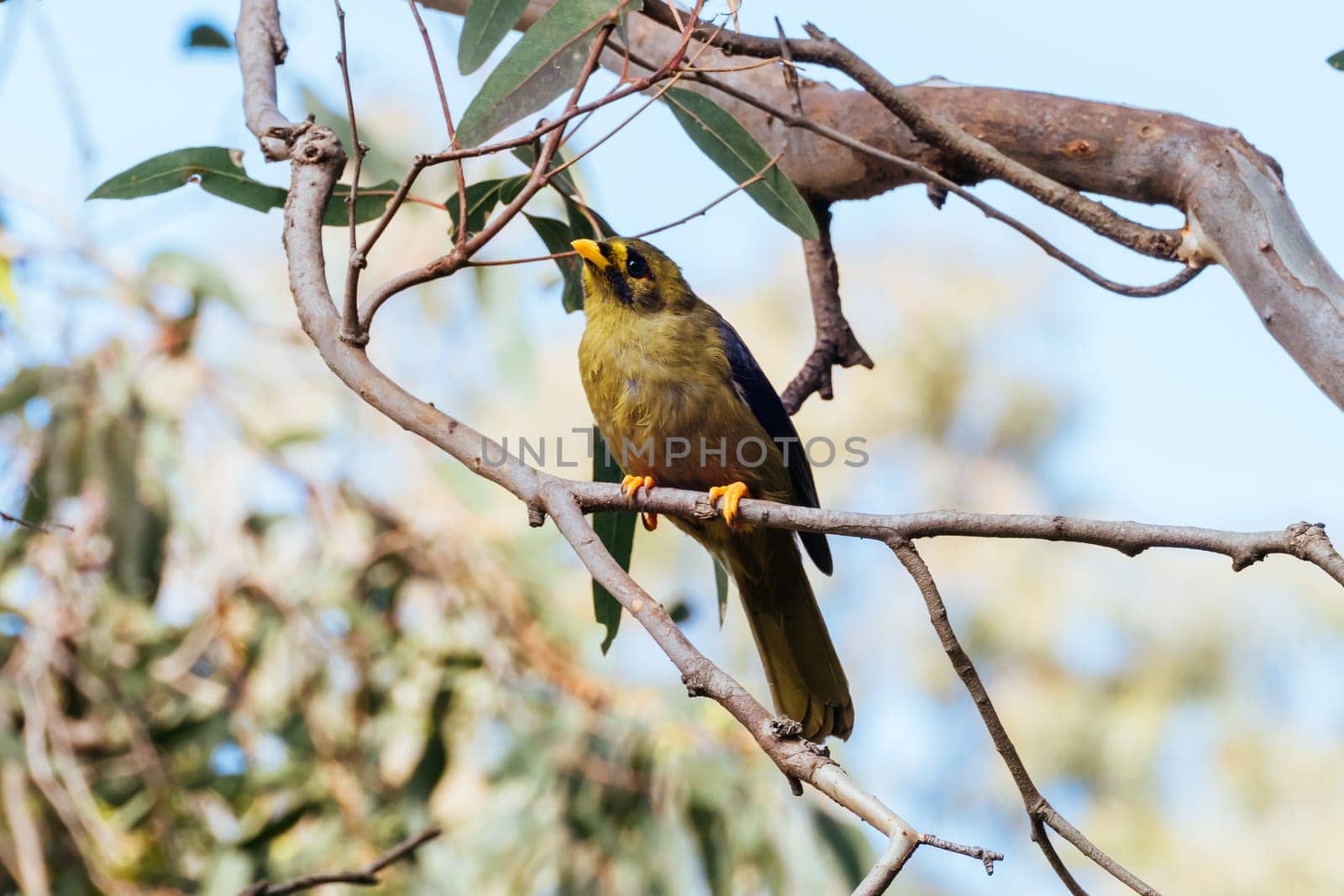 Australian Bell Miner in Victoria Australia by FiledIMAGE