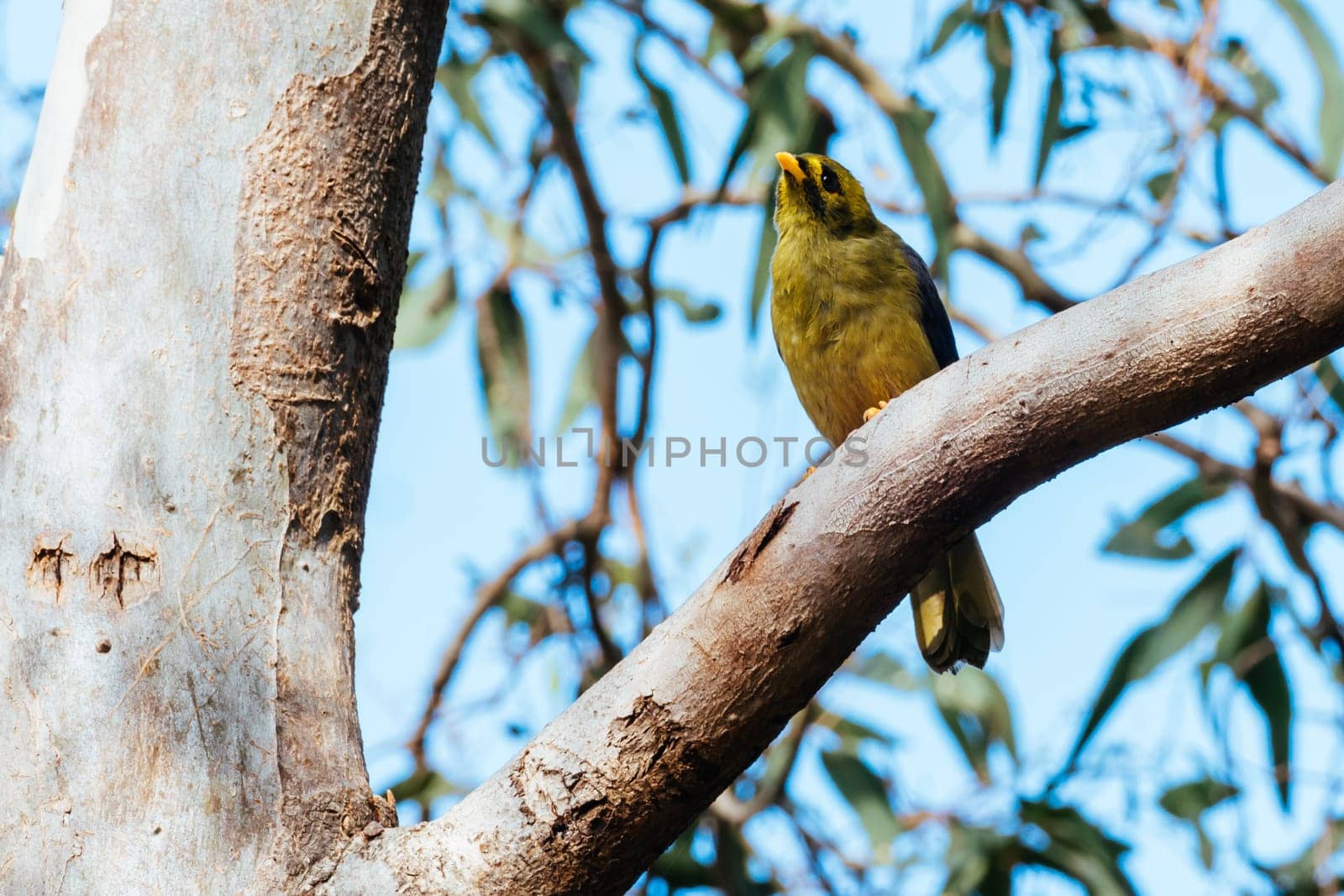 Bell Miner, or Bellbird, spotted in the Royal Botanic Gardens Victoria in Melbourne, Victoria Australia