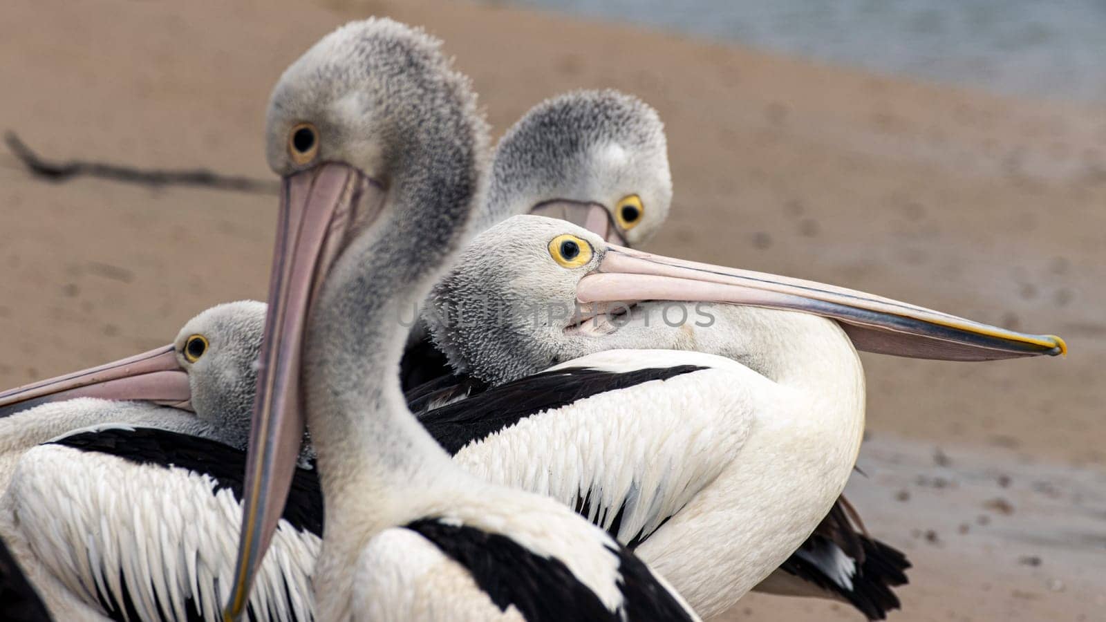 Four Australian pelicans in an unusual pose at a San Remo beach by StefanMal