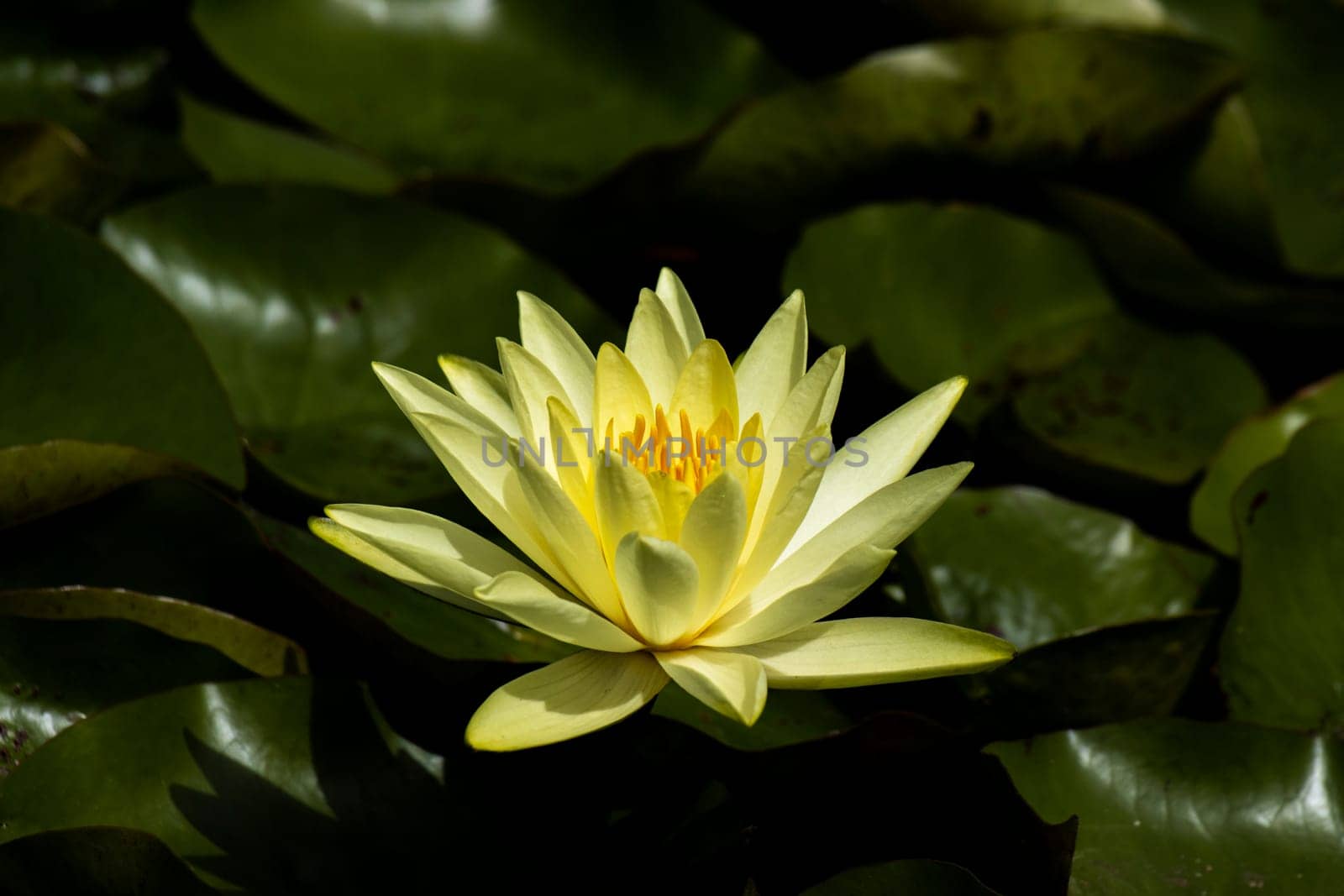 Beautiful photo of a bright yellow water lily amongst green lilypads by StefanMal