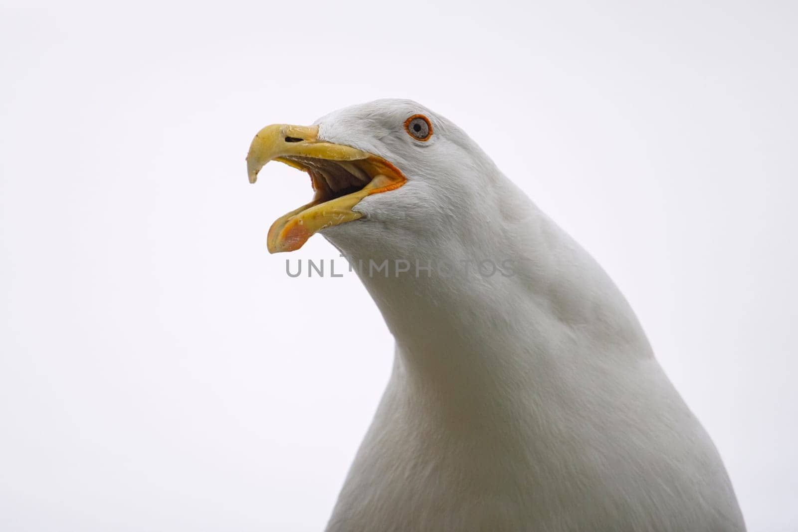 Portrait, up close photo of an adult kelp gull against a white background by StefanMal