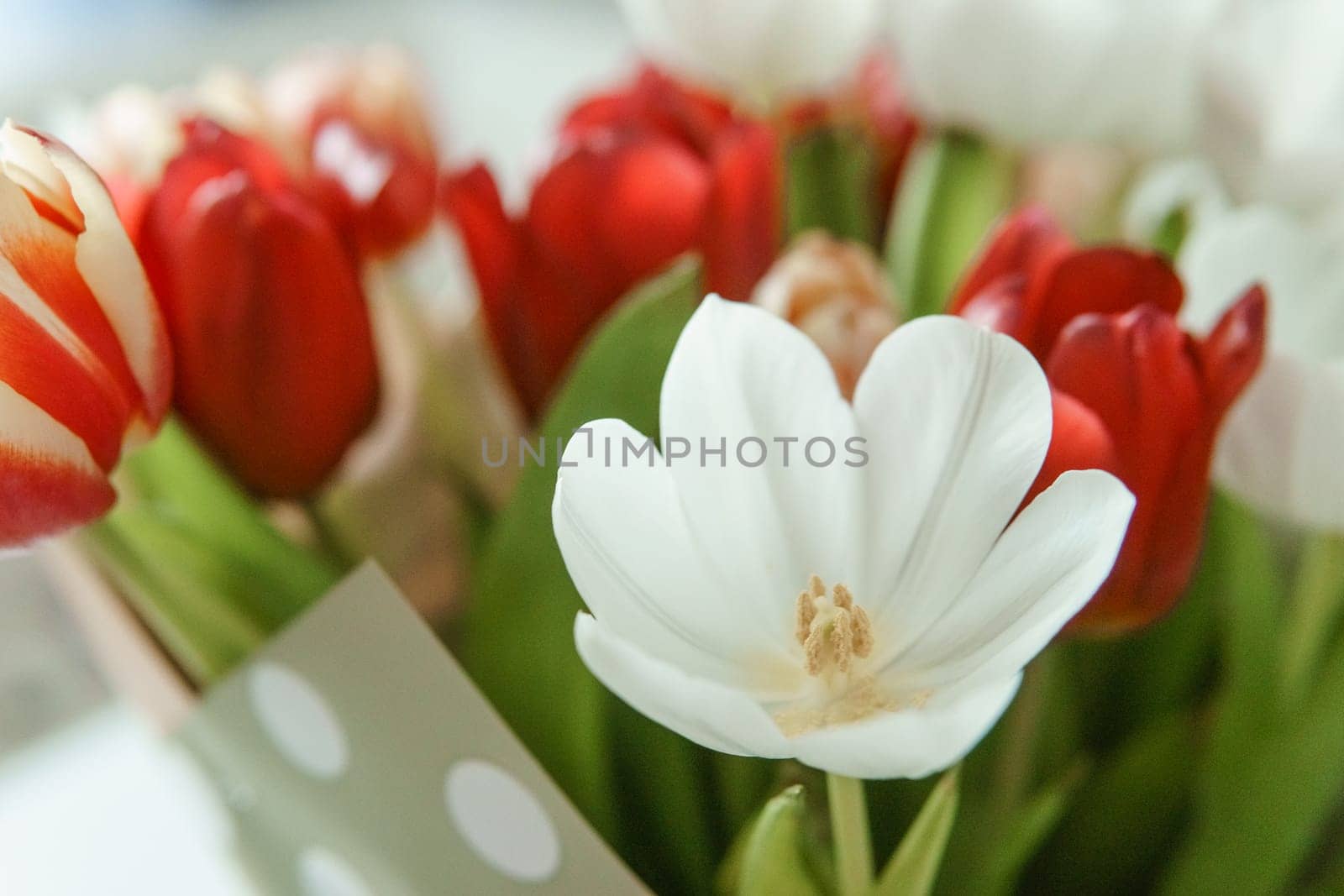 Spring Inspiration: Tulip Bouquet in Honor of International Women's Day.