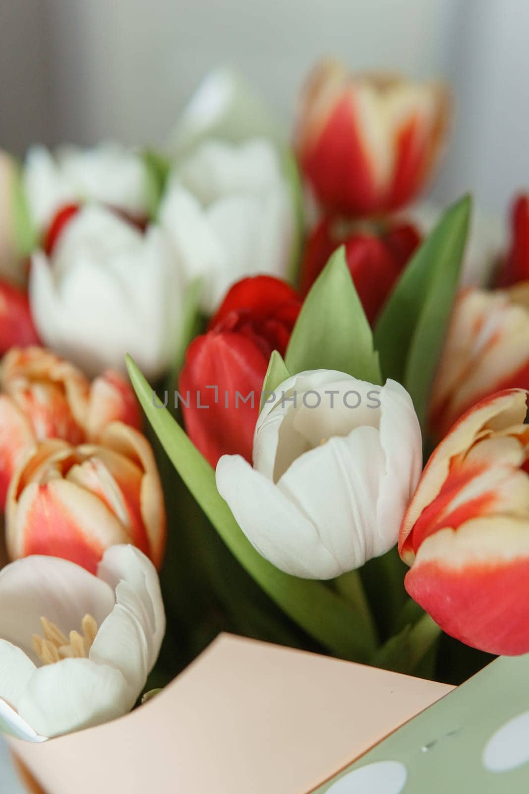 Celebration of Beauty: Tulips in Close-up as a Gift for March 8th