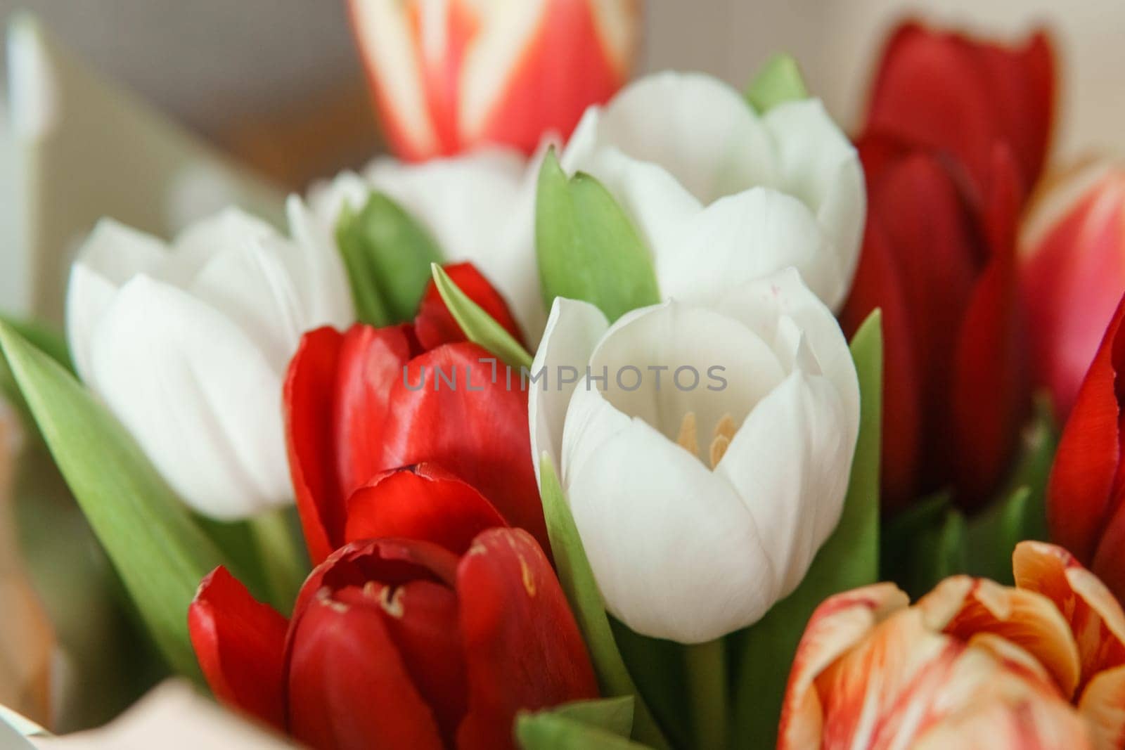 Floral Magic: Close-up of Tulip Bouquet for the Spring Holiday