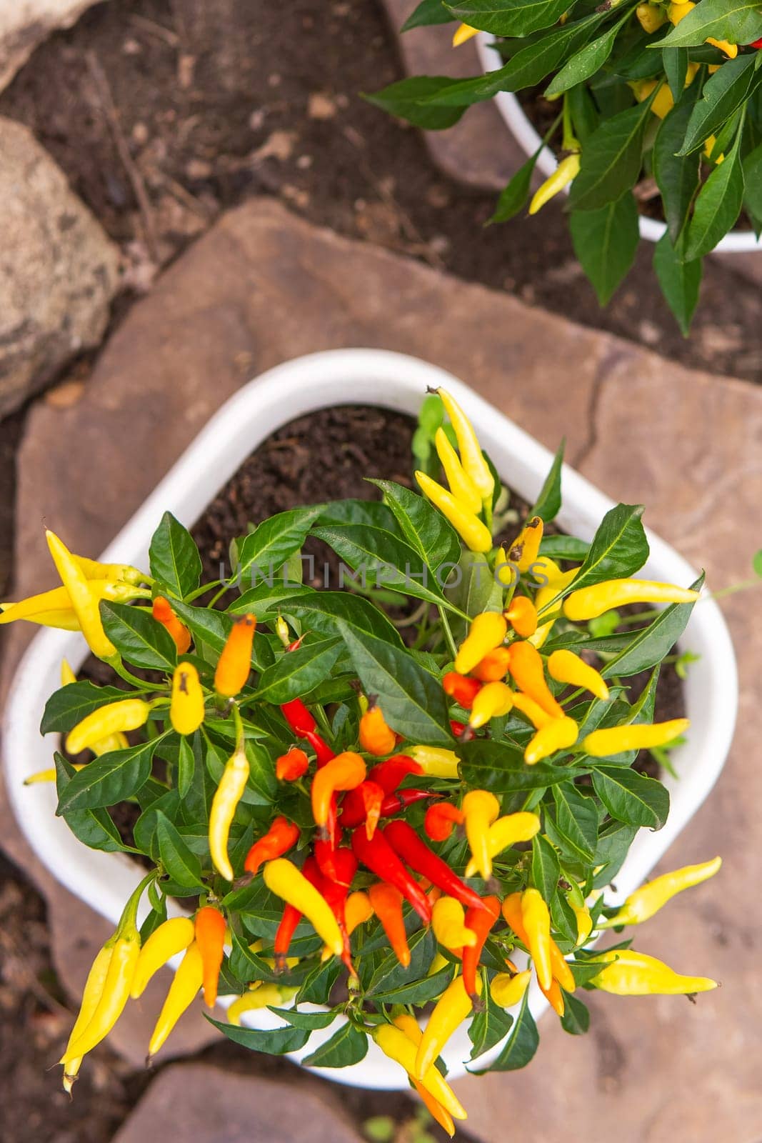 Growing pepper in a pot in the yard of a country house. Gardening and country life. by Annu1tochka