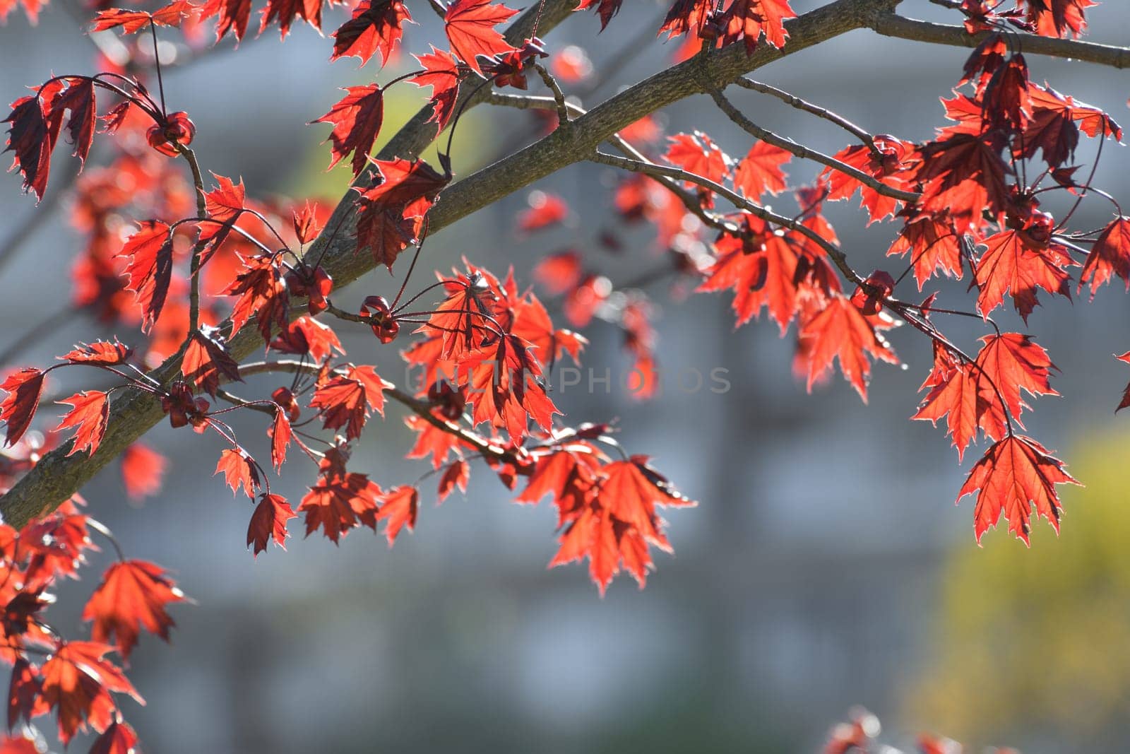 Acer platanoides is a Norway Maple Royal red. Young spring leaves in backlight by olgavolodina