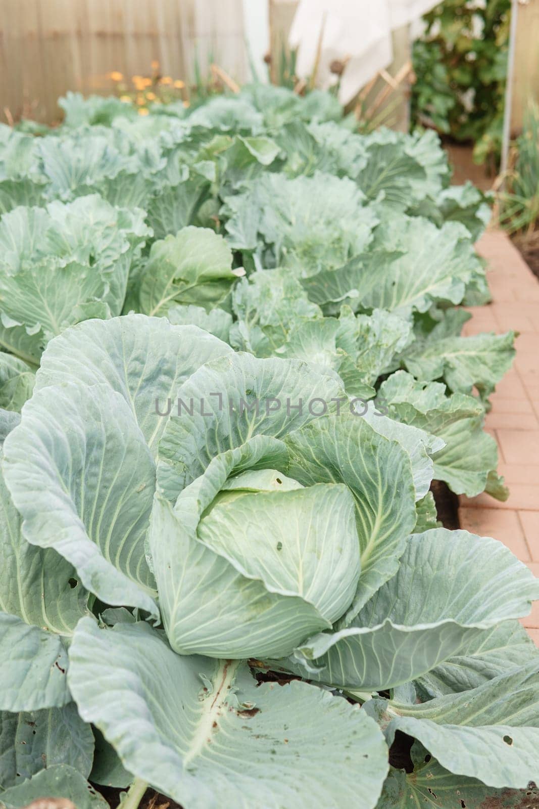 Cabbage grows in the garden. Harvesting cabbage. Life in the village. by Annu1tochka