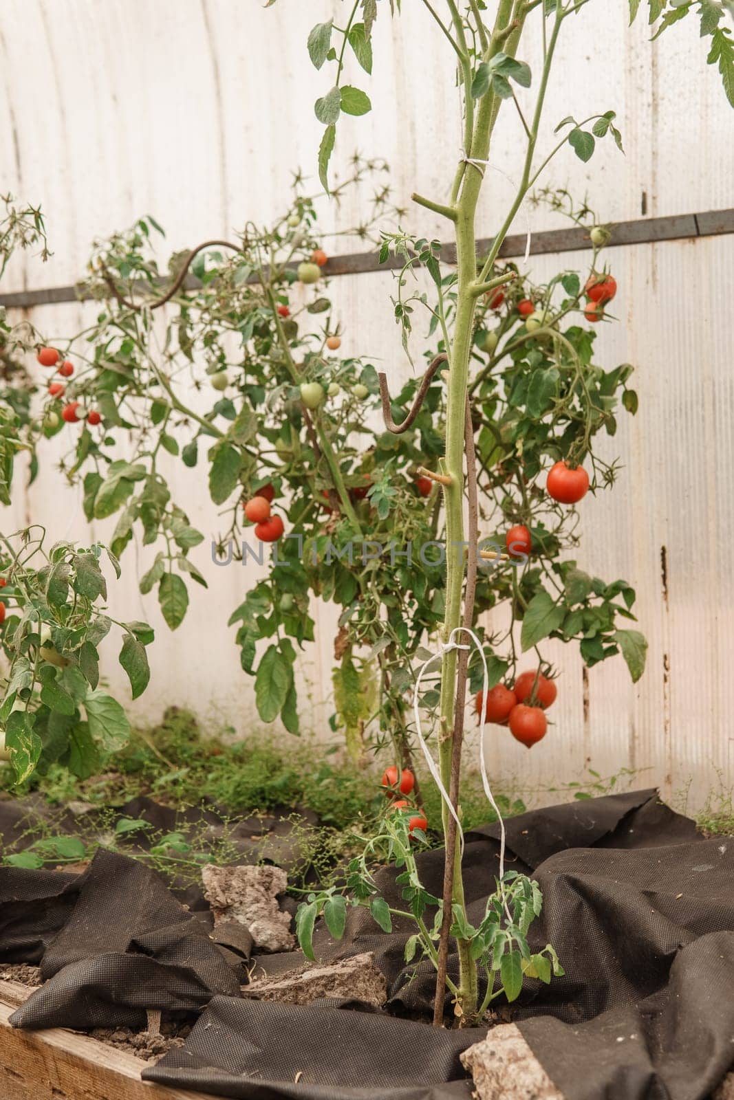 Tomatoes are hanging on a branch in the greenhouse. The concept of gardening and life in the country. A large greenhouse for growing homemade tomatoes. by Annu1tochka
