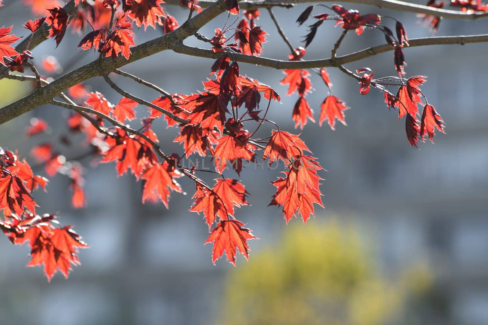 Acer platanoides is Norway Maple Royal red. Young spring leaves in backlight